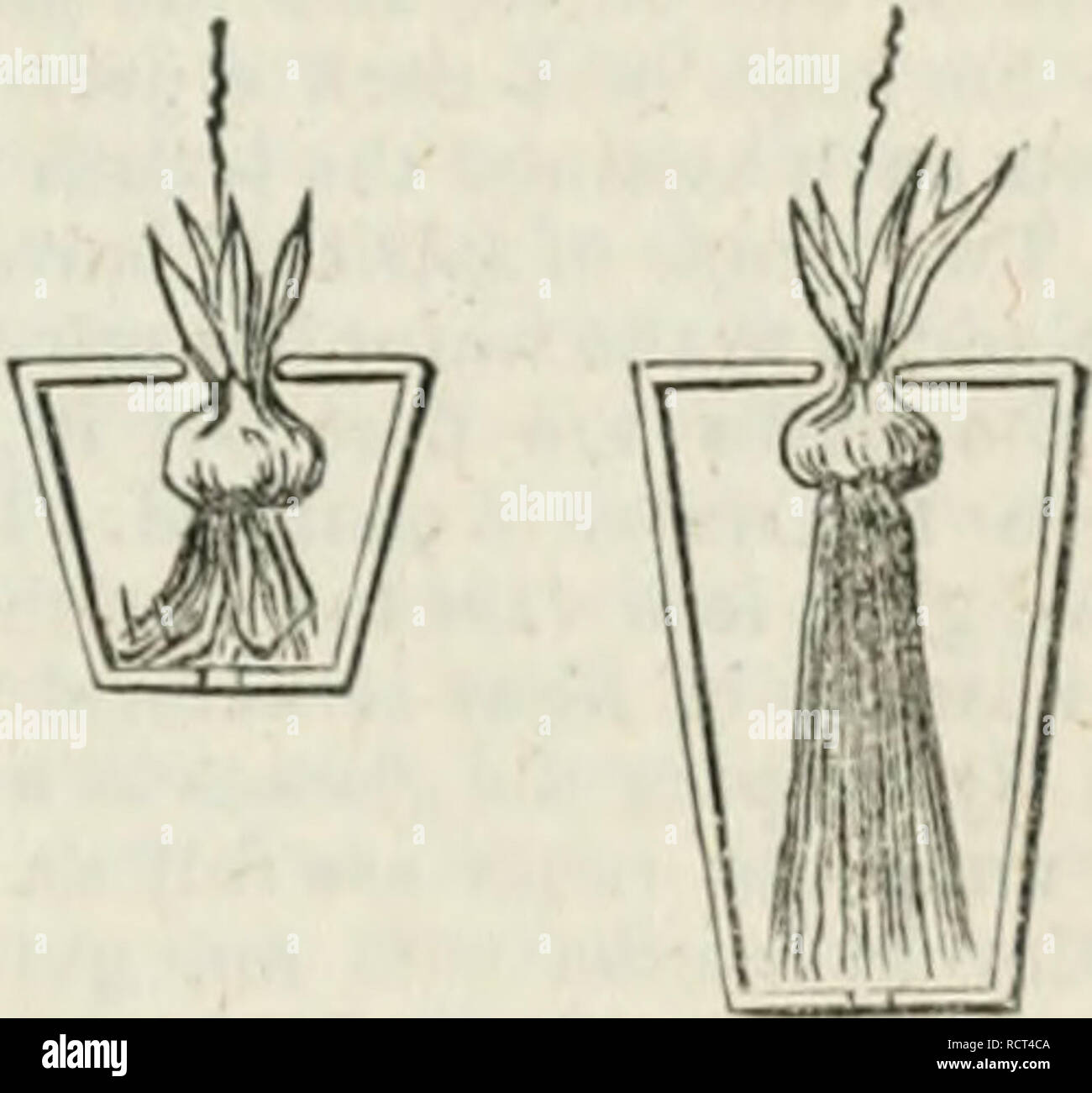 . A dictionary of modern gardening. Gardening. H Y A 315 &quot; As soon as severe weather com- entering mences, all the beds are covered over Chron. about eight inches deep with reeds, so as to prevent the frost penetrating them and HYA purifying it.&quot;âCard. Growing in Pots.âThe latest and best directions we have on this point As soon as the frost is gone, the reeds are the following :â&quot;Give them enough are taken off, and the beds are coated space to grow in, without starving their with a mixture of cow-dung and water, roots. The easiest way to do this is to &quot; .-â¢-- -â --â â a ; Stock Photo