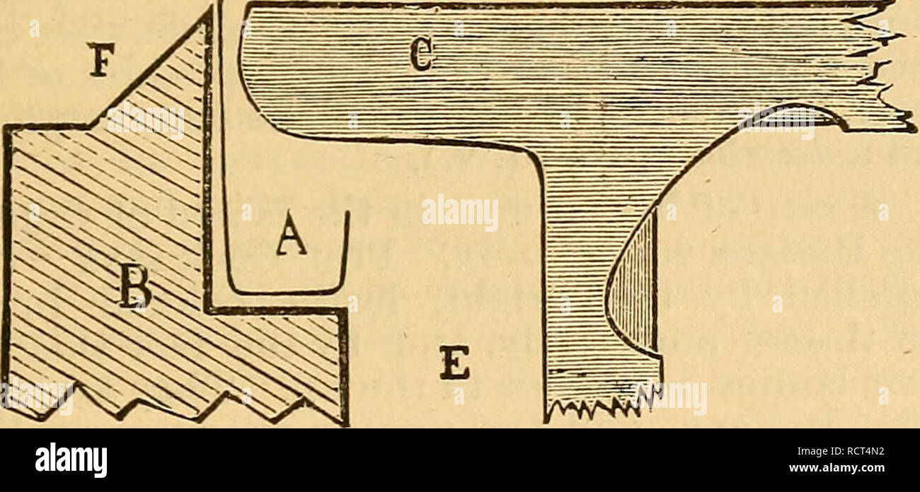 . A dictionary of practical apiculture. Bees. PKACTICAL APICULTUEE. 27. A more appropriate name for these would be metal arms. Metal arms Lave been constructed in various ways—of wire and of sheet tin. The usual way is to make them of tin, and they are so formed that they may be folded round the corner of the frame so as to hold firmly and present two thin edges by which they rest upon the bearers or rabbets. The advantage of metal corners is that the bees cannot fasten the frames to the rabbets with propolis. The frames are therefore easily set free for ex- amination and do not require to be Stock Photo