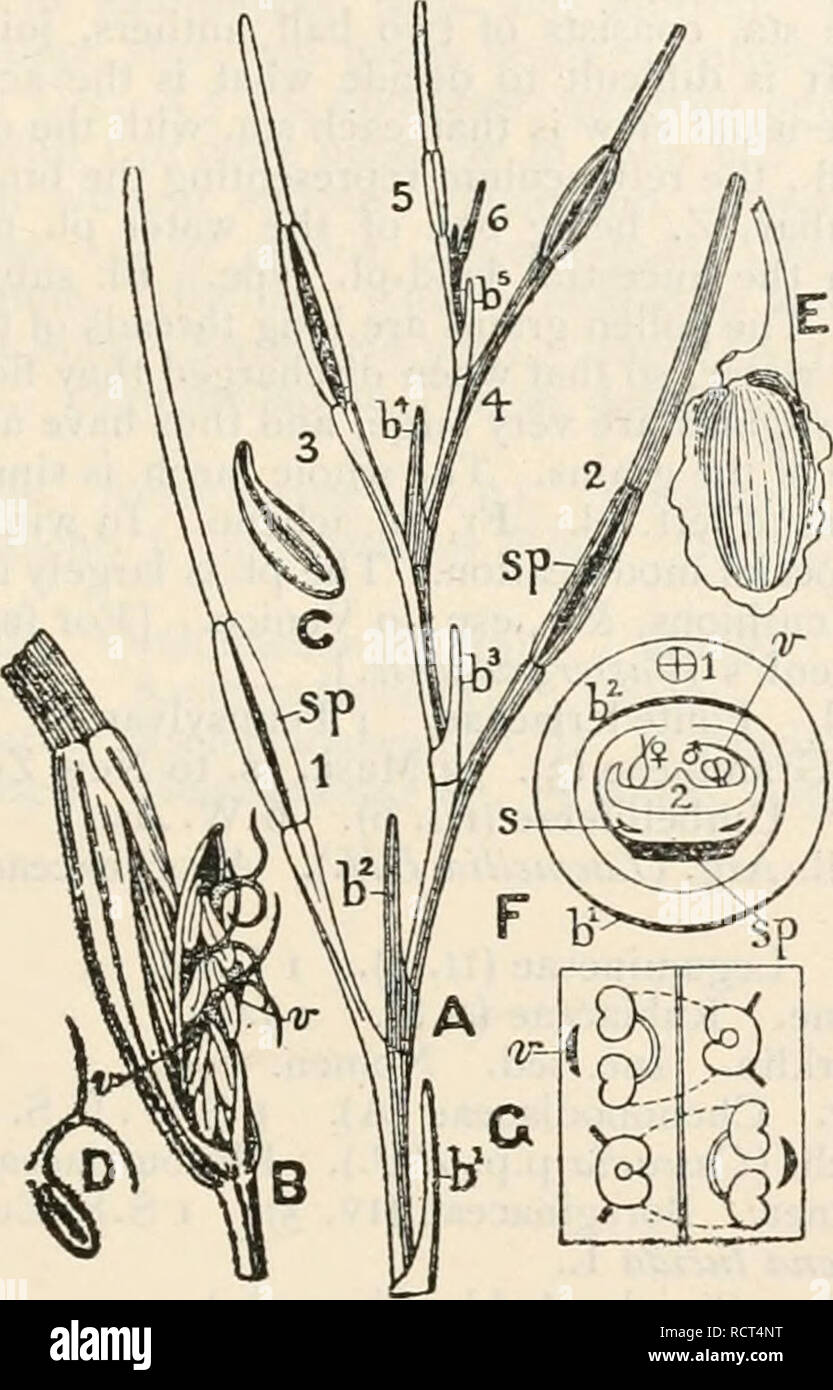 . A dictionary of the flowering plants and ferns. Botany. ZOSTERA 699 Zosima Hoffm. (Zozimia EP.}. Umbelliferae (in. 6). 6 W. As. Zostera Linn. Potainogetonaceae. 6 temp., subarct., subtrop., in salt water on gently sloping shores. Z. marina L. and Z. nana Roth, in Brit, (eel-grass or grass-wrack). The lower part of the stem creeps, rooting as it advances, and has monopodial branching; the branches grow upwards and exhibit sympodial branching, com- plicated by union of axillary shoot to main shoot for some distance. A. Diagram of branching in floral shoot, i—6, successive shoots, every other o Stock Photo