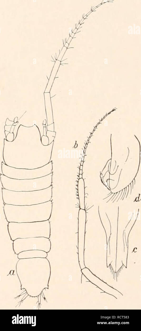 . Deutsche Südpolar-Expedition, 1901-1903, im Auftrage des Reichsamtes des Innern. Gauss (Ship); Scientific expeditions; Antarctica. Abb. 75. Nannoniscus australis n. sp. a &lt;J juv. (x 60), 6 Antenne des ?, c Pleopoden des jungen &lt;$ (X 70).. Abb. 7G. Nannoniscus bidens n. sp. ? (x 36), b zweite Antenne des &lt;J, e u. d erste und zweite Pleopoden des 3 (X 55). 90. Nannoniscus bidens n. sp. (Abb. IGu-tl.) Eine zweite Art der durch die eigentümlich gestalteten ersten Antennen charakterisierten Gattung Nannoniscus nenne ich AT. bidens, weil jederseits vor dem zwischen den kurzen Uropoden vor Stock Photo