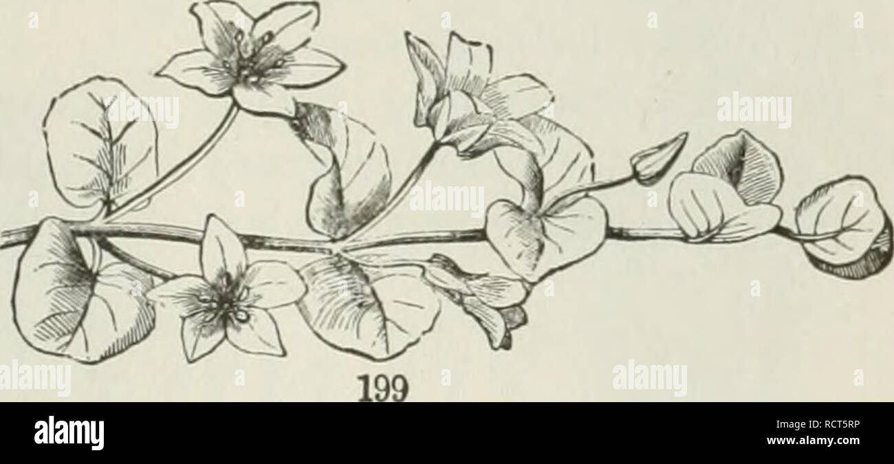 Axillary cluster hires stock photography and images Alamy