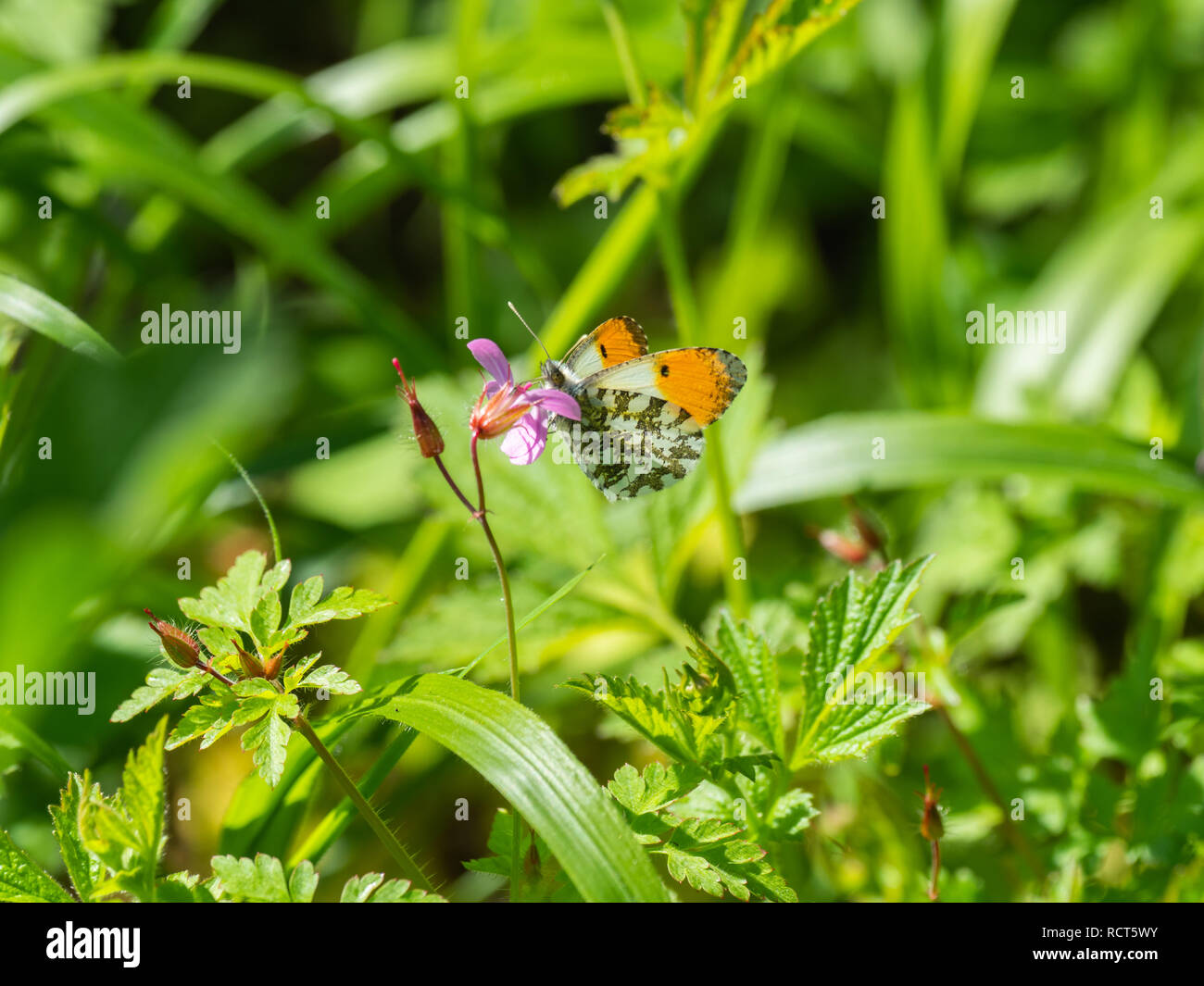 Orange tip butterfly, Anthocharis cardamines Stock Photo Alamy