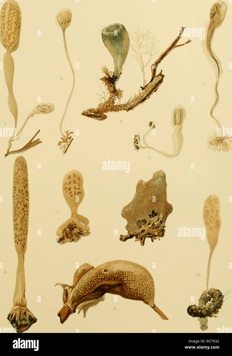 . Deutsche Südpolar-Expedition, 1901-1903, im Auftrage des Reichsamtes des Innern. Gauss (Ship); Scientific expeditions; Antarctica. Deutsche Südpolar-Expedition 1901-3 Band XII Tafel xlvi. Ascidien der Antarktis Fig 1-2 Sycozoa äff sigiüinoides Less. Fig 3 Amaroucium caeruleum Sluit. Fig 4 Corynascidia sutimi Herdm. Fig SAplidium vanhöffeni n. sp. Fig 6 Holozoa cylindrica Less juv. Fig 7 Didemnum biglans iSluit). Fig.8 tlolozoa cylindnca Less Fig. 9 Didemnum biglans iSluit.l. Fig 10 Holozoa cylindrica Less.juv. Please note that these images are extracted from scanned page images that may have Stock Photo