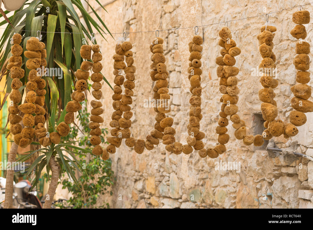Natural yellow and brown bath sponges at local market in Symi island ...