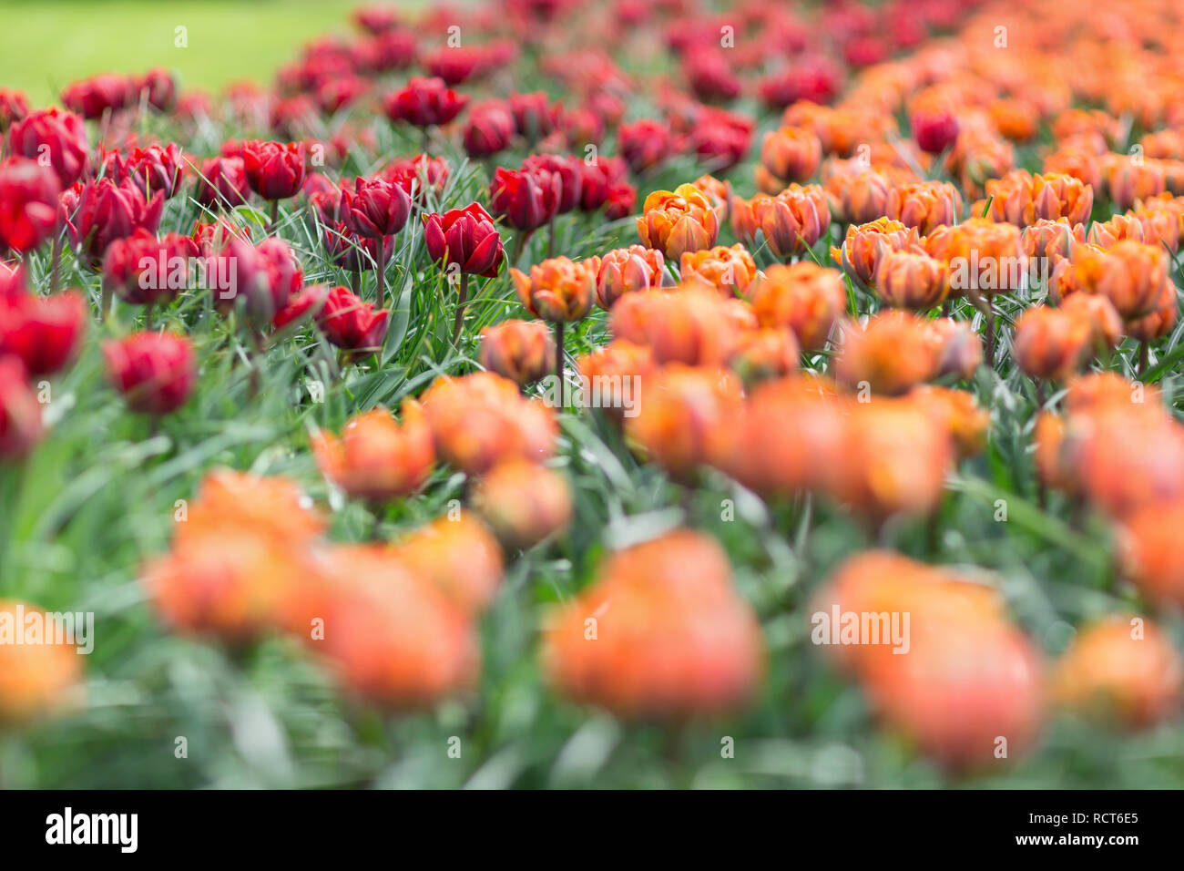 Beautiful award-winning Red Princess and Orange Princess tulips in the garden. Selective focus. The concept of gardening and landscape design. Stock Photo