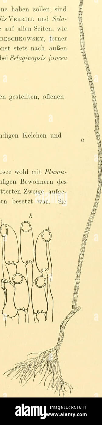 . Deutsche SÃ¼dpolar-Expedition, 1901-1903, im Auftrage des Reichsamtes des Innern. Gauss (Ship); Scientific expeditions; Antarctica. VanhÃ¶ffen, Hydroiden. Die Ã¼brigen Arten von Selaginopsis, deren Kelche zwei ZÃ¤hne haben sollen, sind gefiedert wie Selaginopsis obsoleta Lepech., Selaginopsis mim&amp;Â«7*s Verrill und Sela- ginopsis ornata Nutting, oder tragen vier- bis sechsteilige Ãste auf allen Seiten, wie Selaginopsis hidentata Allman und Selaginopsis ochotensis Mereschkowsky, ferner aber scheinen mir nach den Abbildungen die beiden ZÃ¤hne sonst stets nach auÃen gewendet zu sein oder den Stock Photo