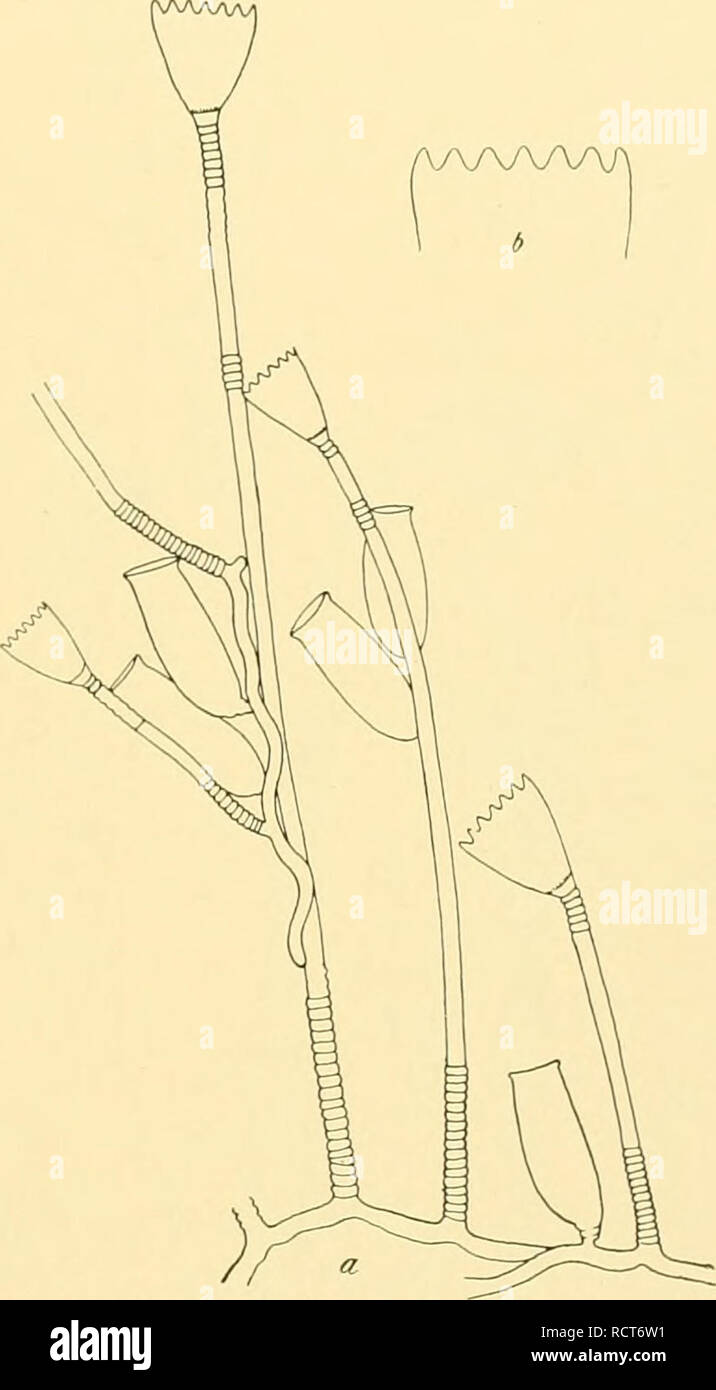 . Deutsche Südpolar-Expedition, 1901-1903, im Auftrage des Reichsamtes des Innern. Gauss (Ship); Scientific expeditions; Antarctica. Fig. 19. Campanularia paulensis n. sp. 50:1. Fig. 20. Clytia noliformis Mc Crady. 17:1. Äste entsenden, aber ebenso wie die Hydro- rhiza Gonotheken tragen. Letztere wurden an der Mündung 0,28—0,32 mm, in der Mitte 0,40—0,42 mm breit und bis 1 mm lang gefunden. Sie sind am Grunde zu kurzem, geringeltem Stiele verengt, und in ihnen entwickeln sich kleine, zu den Euco- piden gehörige Medusen mit vier Tentakeln. Da es sich sicher um eine gemeine, weit verbreitete Art Stock Photo