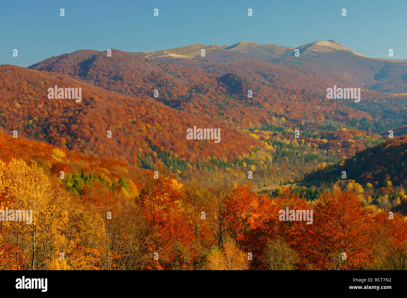 Amazing autumn colors in the mountains. Bieszczady Mountains. Bukowe Berdo, Krzemien. Bieszczady National Park Stock Photo