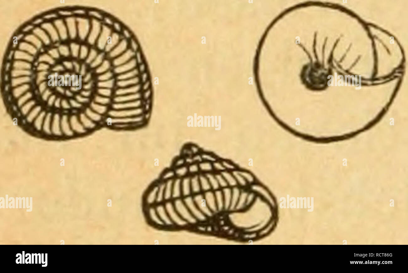 . Deutsche excursions-mollusken-fauna. Mollusks. 196 A4. Xey^ophila striata, Müller, Helix striata, Müller, Verm. bist. II. 1774. p. 38 Nr. 238. — Thomae, Kreglinger. — — A. Schmidt, Zeitscbr. für Malak. VII. 1850 p. 10 t. 1 flg. 13. — costitlata, Ziegler, in C. Pfeiffer. Naturgesch. III. p. 32 t. 6 flg. 21. 22. — Seckendorf, Leydig. — intersecta, Pfeiffer, Mon. III. p. 134. Nr. 689. — Chemnitz, ed. 2. p. 246 t. 113 flg. 22-25. — candidula, var. Rossm. Icon. flg. 353. — costulata, Kobelt, Nassau p. 119. t. flg. 35. — Slavik Böhmen p. 99 t. 2. fig. 5—6. Anatomie: A. Schmidt, Stylom. p. 27 t. 6  Stock Photo