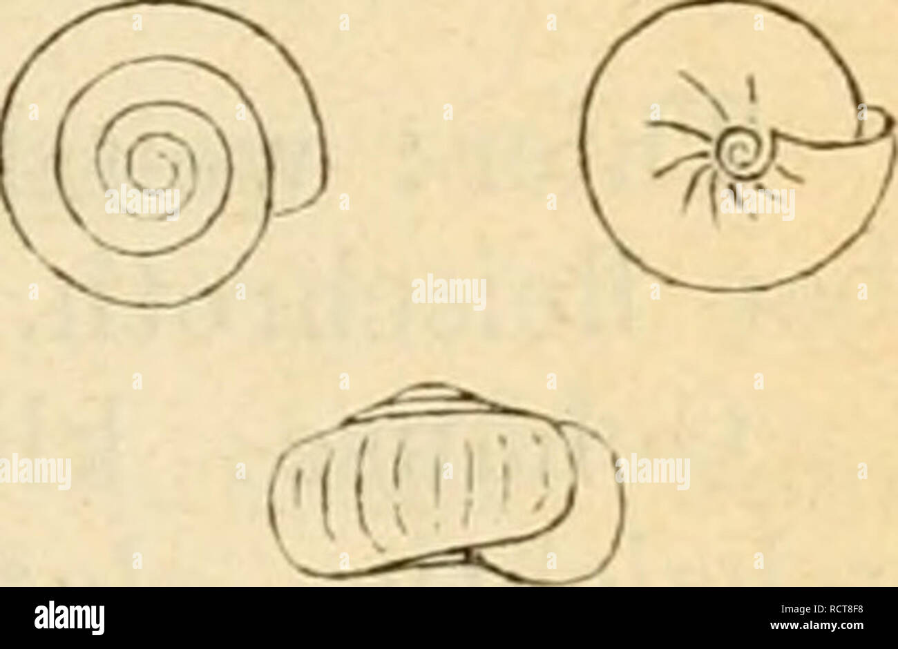 . Deutsche excursions-mollusken-fauna. Mollusks. 79 wo häufig auch die Jahresabyäize durch schwache, weiss- liche Wültste bezeichnet sind. 10 Hg all na contra et a, Wesfcrh&lt;nd. Zonites crif.staUhta, car. contracta, Westerlund, Fauna Moll. p. Sr». Hytilina contracta, Clessin, Jahrb. mal. Gesellsch. 1875. p. 32. t. 2. fig. 1. (Anatomie: Lehmann, Stettin, p. 67. t. 10. üg. 21 ? H. crystallina). Thier: klein, milchweiss, Kopf und Augeniräger bchwärz- lich angeflogen; Augenträger lang cylindri.sch, nach oben langeitormig verdickt; Fühler sehr kurz. (Lehmann). Gehäuse: klein, durchbohrt, nie- der Stock Photo