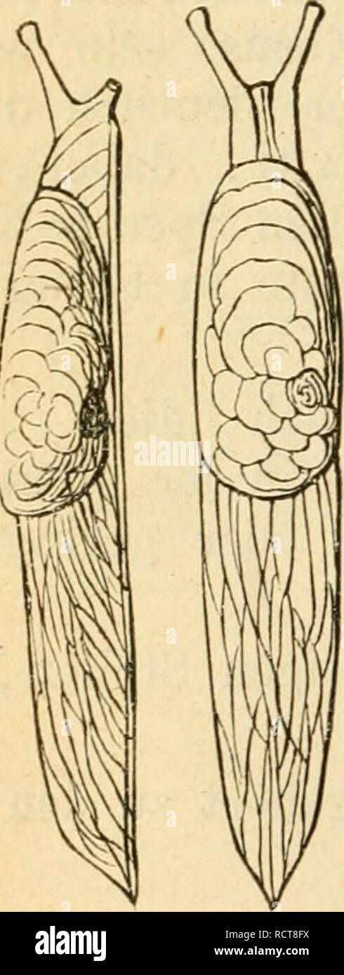 . Deutsche excursions-mollusken-fauna. Mollusks. 42 vorzugsweise Nachtthiere, welche sich bei Tag unter Steinen, faulem Holze, feuchten Erdschollen verborgen halten. 5. Gruppe : Hydrolimax Malm. Zungenzähne des Mittelfeldes dreispitzig mit langer, lanzettförmiger Mittelspitze und kleineren Seitenspitzen; Zähne der Seitenfelder einspitzig. 7. Limax laevis, Müller. Limax laevis, Müller, Verm. Mst. II. 1774. p. 1 Nr. 199. Limax hrunneus, Draparuaud, Tabl. Moll. p. 101. — Heynemami, Malak. Blätter X. 1863. t. 2 fig. 9 u. XIX. 1872. p. 148 mit Abb. — Lehmann, Malak. Blätter IX. 1862. p. 191 t. 5 fi Stock Photo