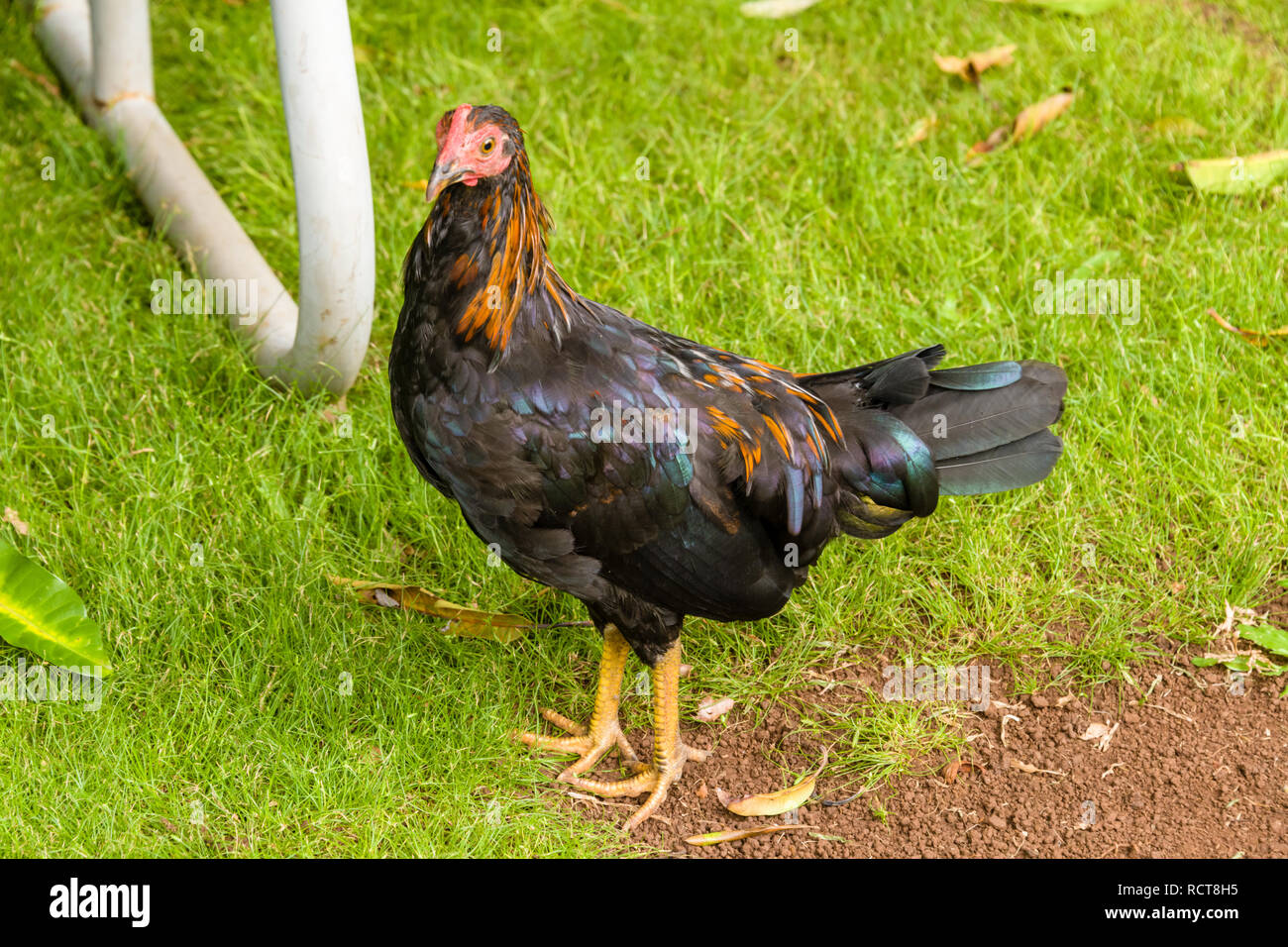Bailey House Fancy Chicken Stock Photo Alamy