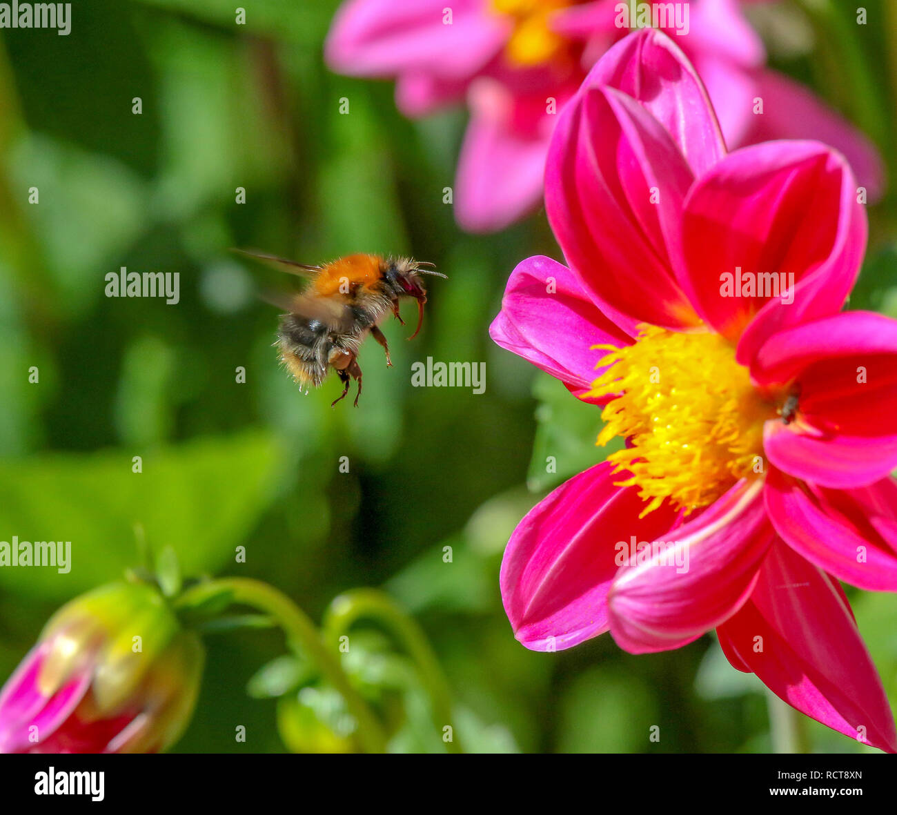 UK bee in garden flying towards flower head. Stock Photo