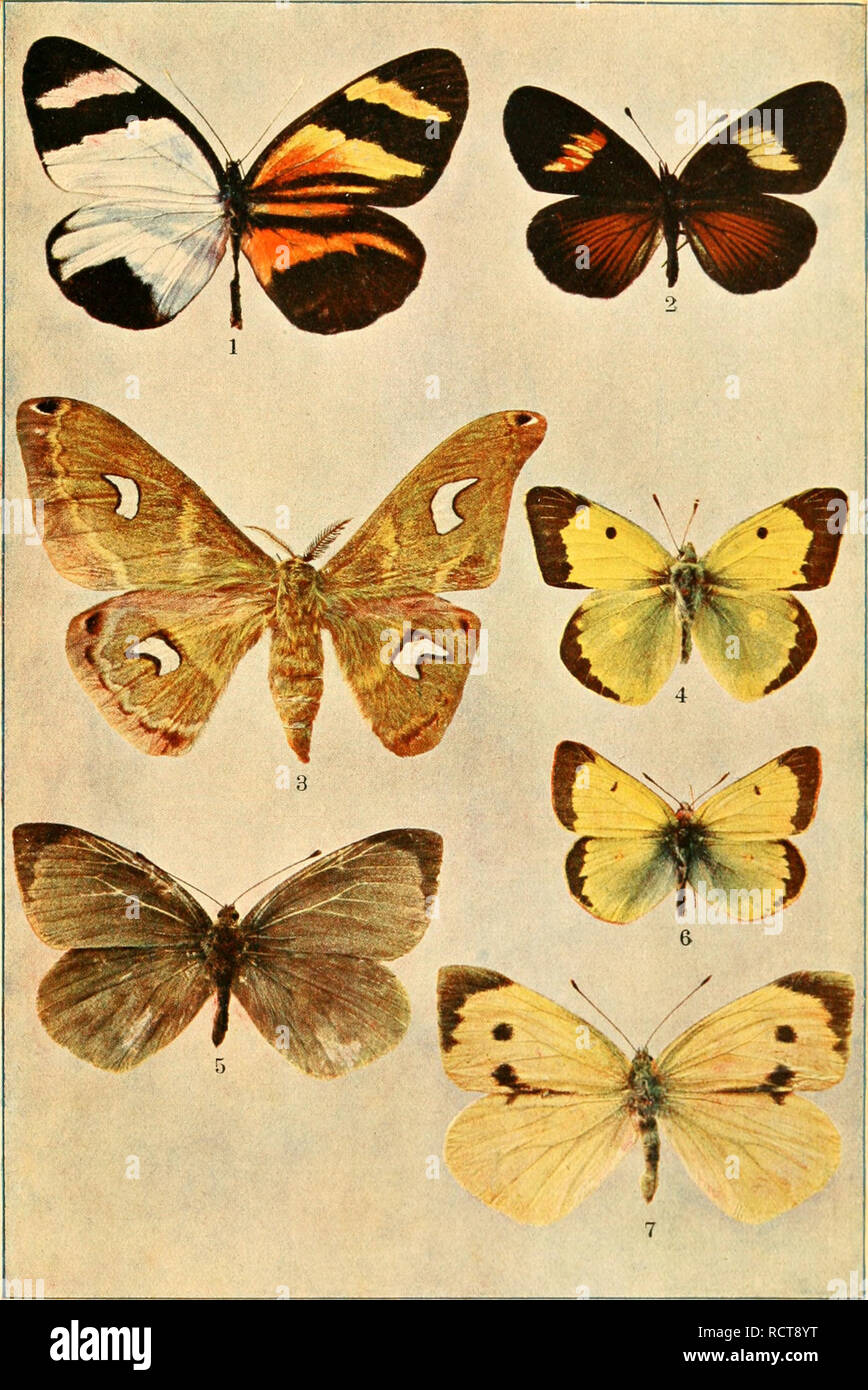 . Deutsche entomologische Zeitschrift Iris. Lepidoptera. IRIS, DRESDEN, BD. XXIX. TAF. X.. Natürliche Größe Graphische Werke Markert &amp; Sohn, Dresden-A. 10.. Please note that these images are extracted from scanned page images that may have been digitally enhanced for readability - coloration and appearance of these illustrations may not perfectly resemble the original work.. Entomologischer Verein &quot;Iris&quot; zu Dresden. Berlin : R. Friedländer Stock Photo
