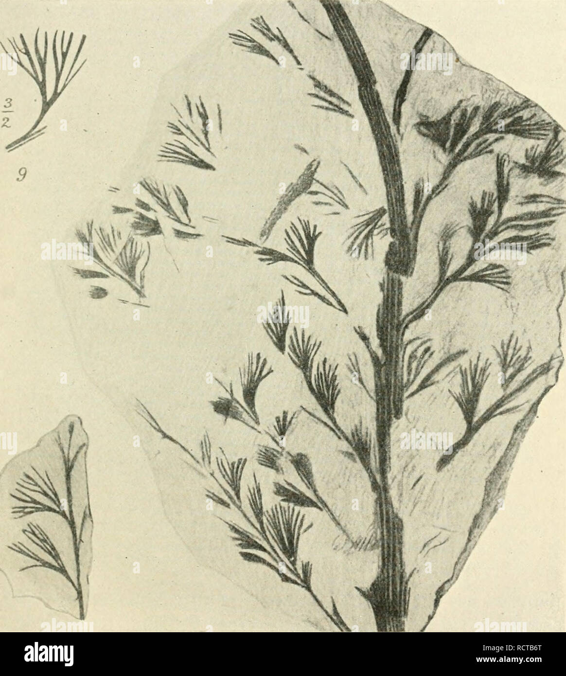 . Devonian floras; a study of the origin of Cormophyta. Paleobotany -- Devonian. vj ARCHAEOPTERIS Pteropsida. 59 Archaeopteris, Dawson, 1871^ (Figs. 28-32). Fronds of large size, bipinnate with a stipiilar base, stipules in pairs, adnatc, and a ranicntum on the lower part of the petiole. Sterile pinnules typi- cally obo'ate or ovatc-cuneate, entire ortoothed, with a flabellate. Fig. .31. Ardtaeoplerisfissilis, Schmalli., from tlic Upper Devonian of EUes- mereland. (Nat. size except fig. marked 9, which is x|.) After Nathorst (1904). 1 See Carruthers (1872); Kidston (1888); Nathorst (1902) and Stock Photo
