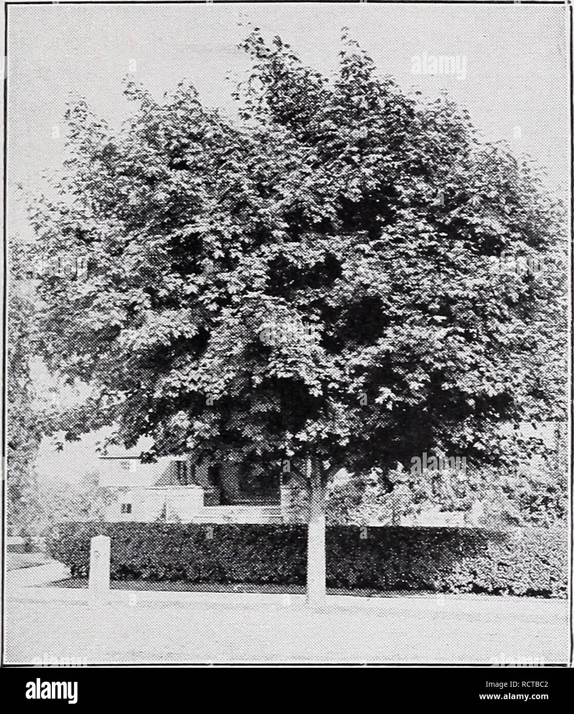 . Descriptive price list. Nurseries Horticulture Catalogs; Evergreens Catalogs; Fruit trees Catalogs; Shrubs Catalogs; Climbing plants Catalogs. C. M. HOBBS 3c SONS, INC., BRIDGEPORT, INDIANA. Ailanthus Acer Schwedleri. ACER—Continued. A. rubrum (Red Maple). Becomes a large tree. Leaves have five unequal lobes, green above, pale or bluish beneath, turning to bright scarlet in the fall ; flowers red or scarlet, fruits red. Valuable for park or street plant- ing. Does well in wet locations. Each 6 to 8 ft $2.00 8 to 10 ft 3.00 A. saccharum (Sugar or Rock Maple). This is one of the most desirable Stock Photo
