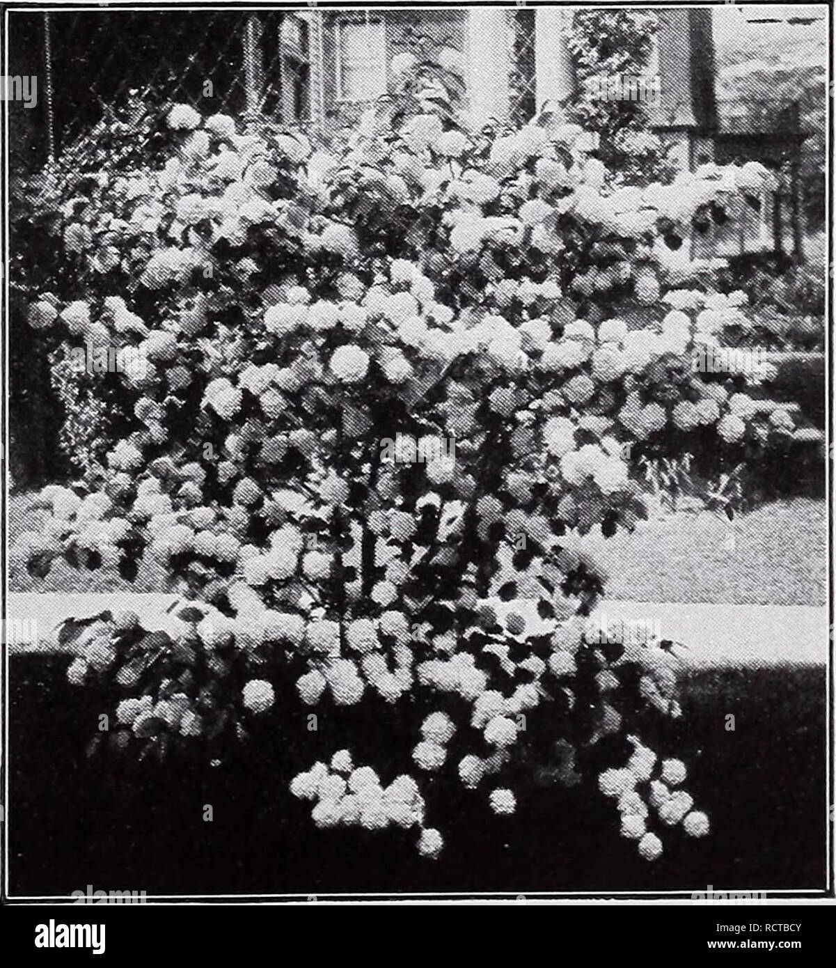 Descriptive Price List Nurseries Horticulture Catalogs Evergreens Catalogs Fruit Trees Catalogs Shrubs Catalogs Climbing Plants Catalogs Viburnum Opulus Viburnum Continued V Americanum American Cranberry Bush Handsome Native Shrub 8 To 12 Feet