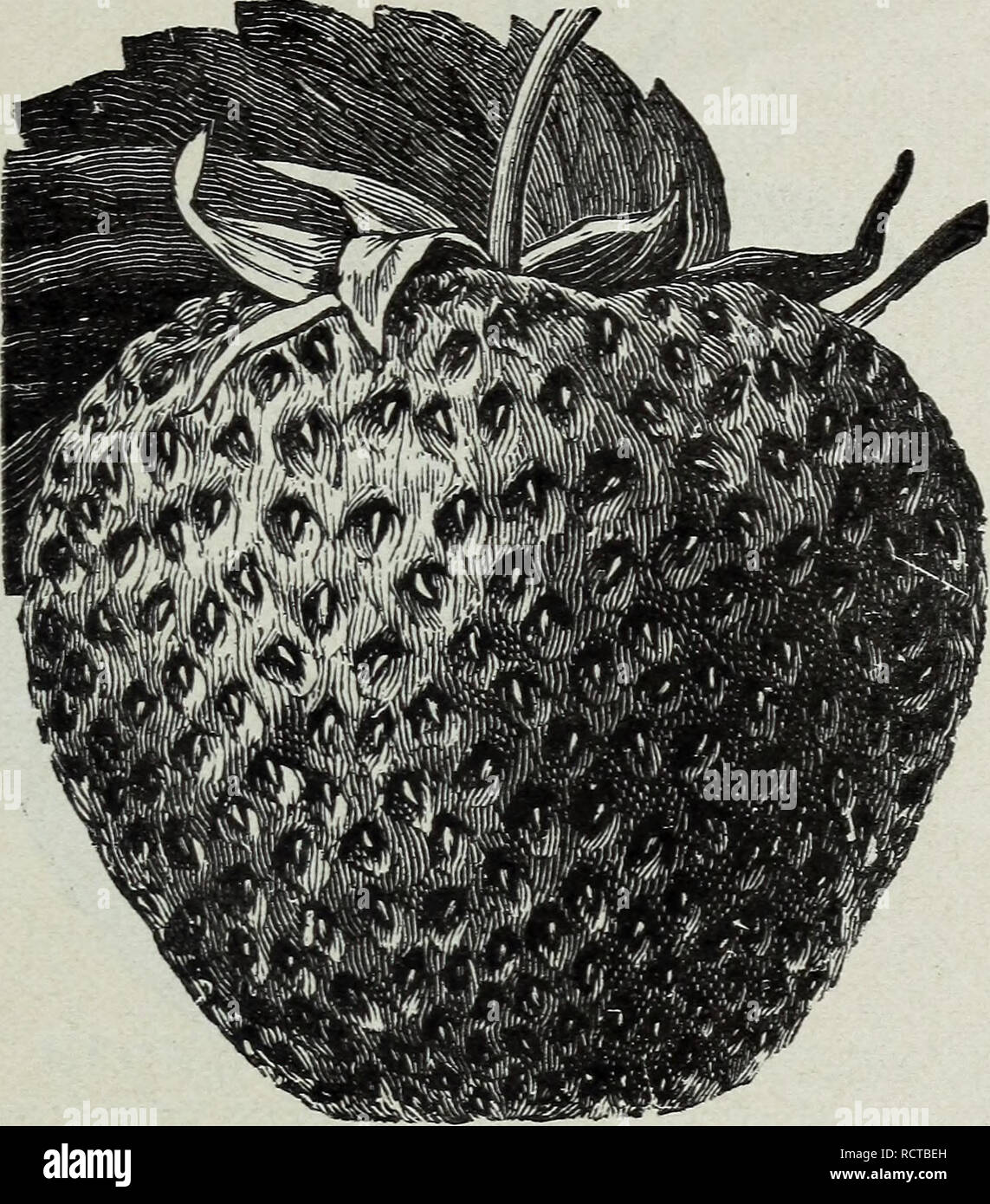 . Descriptive strawberry plant catalogue of 5,000,000 Perdue's best quality strawberry plants : grown at Perdue's strawberry plant farm. Nurseries (Horticulture) Maryland Showell Catalogs; Nursery stock Maryland Showell Catalogs; Strawberries Varieties Maryland Showell Catalogs. Showell, Maryland. BIG JOE. (Joe Johnson). (Mid-season to late). Makes enough plants for a good fruiting bed, plants are very large, exceed- ingly vigorous and healthy, makes more plants than the well known Chesapeake va- riety and I consider it much better in every respect. The berries are extremely large size, bright Stock Photo