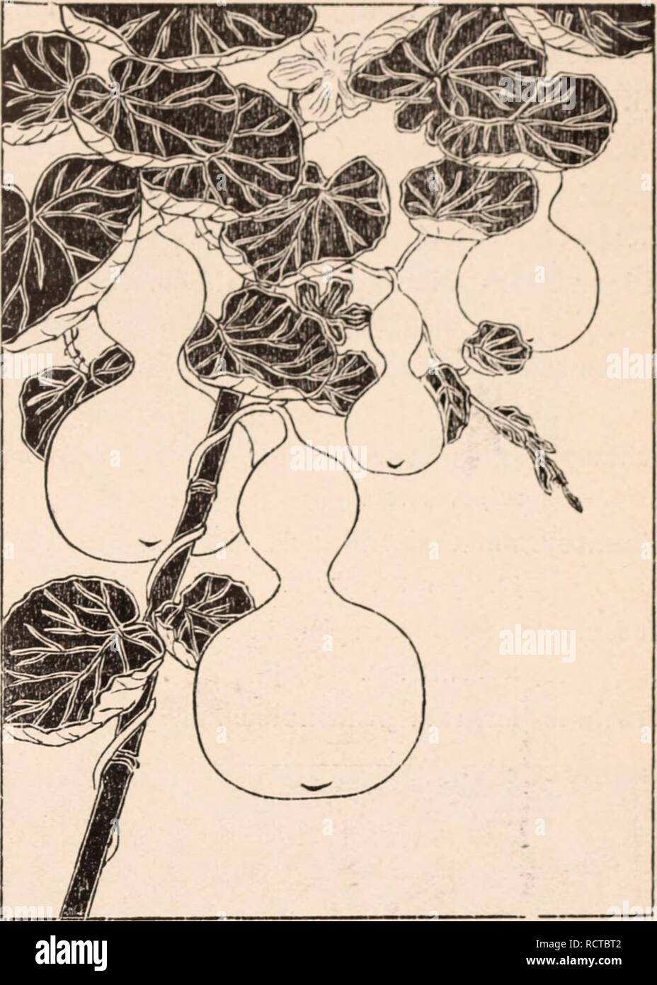 . Descriptive catalogue of flowering, ornamental trees, shrubs, bulbs, herbs, climbers, fruit trees, &amp;c., &amp;c., &amp;c. / for sale by the Yokohama Nursery Co., Limited.. Nursery Catalogue. ^^3 Clematis floricia, fine white double—per lo, Si.50. Clematis florida, fine double violet—per 10, $1.50. Dioscorea liatatas, (Cinnamon vine)— per 10, 50c. Dioscorea sativa, (Cinnamon vine)—per 10, 50c. Dioscorea tenuipes, smaller species—per 10, 50c. Doliclios Lablab, &quot; Daylight,&quot; hardy annual climbing vine, tall quick easy growing; its beautiful white profuse flowers yield edible silvery Stock Photo