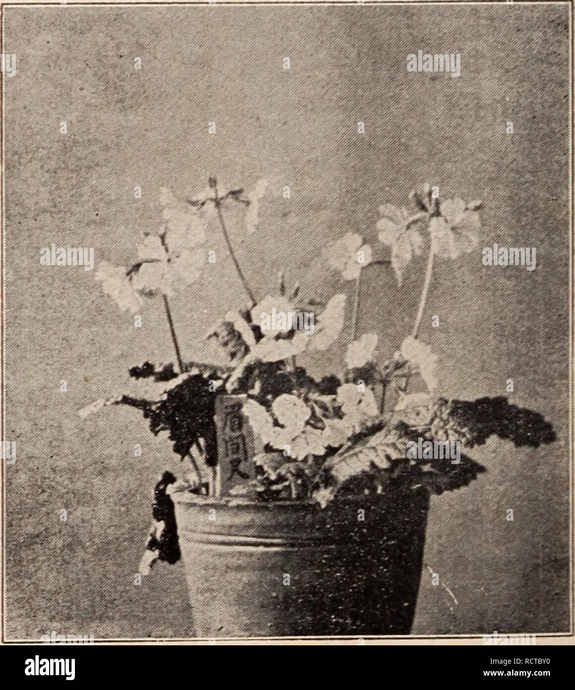 . Descriptive catalogue of flowering, ornamental trees, shrubs, bulbs, herbs, climbers, fruit trees, &amp;c., &amp;c., &amp;c. / for sale by the Yokohama Nursery Co., Limited.. Nursery Catalogue. INDIGOFERA DECORA. Conaiidron ramondioides, purple flower, large leaves growing in shady and rocky place—per 10, 90 c. ; per 100, $80,00. CoiiOj)hallus Koujak, splendid ornamental tuber- ous plant, flower, with enormous spadix, gela- tinous food stuff is made from its tubers—per 10, $1.00. Coptis bracliypotala,—per 10, 35c., per 100, $3.00. Dicontra spectahiiis, showy perennial pink flowering herb—per Stock Photo