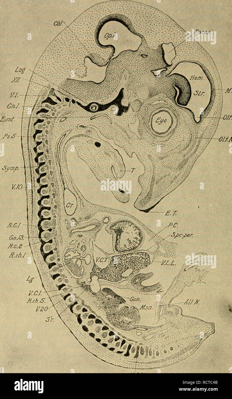 . The development of the chick : an introduction to embryology. Embryology; Chickens -- Embryos. 250 THE DEVELOPMENT OF THE CHICK Paren. OJf.Z. Olf.N.. 4f VC] KJO Fig. 150. — Lateral sagittal section of an embryo of 8 days. Right side of the body. All. N., Neck of the allantois. Cbl., cerebellum. Cr., Crop. E. T., Egg. Please note that these images are extracted from scanned page images that may have been digitally enhanced for readability - coloration and appearance of these illustrations may not perfectly resemble the original work.. Lillie, Frank Rattray, 1870-1947. New York : Henry Holt Stock Photo