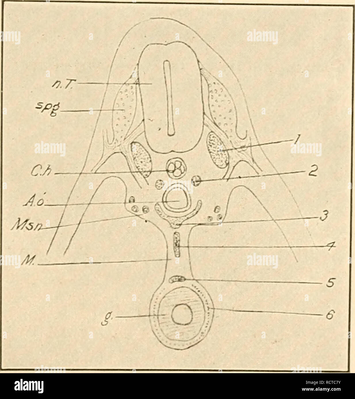 . The development of the chick; an introduction to embryology. Birds ...