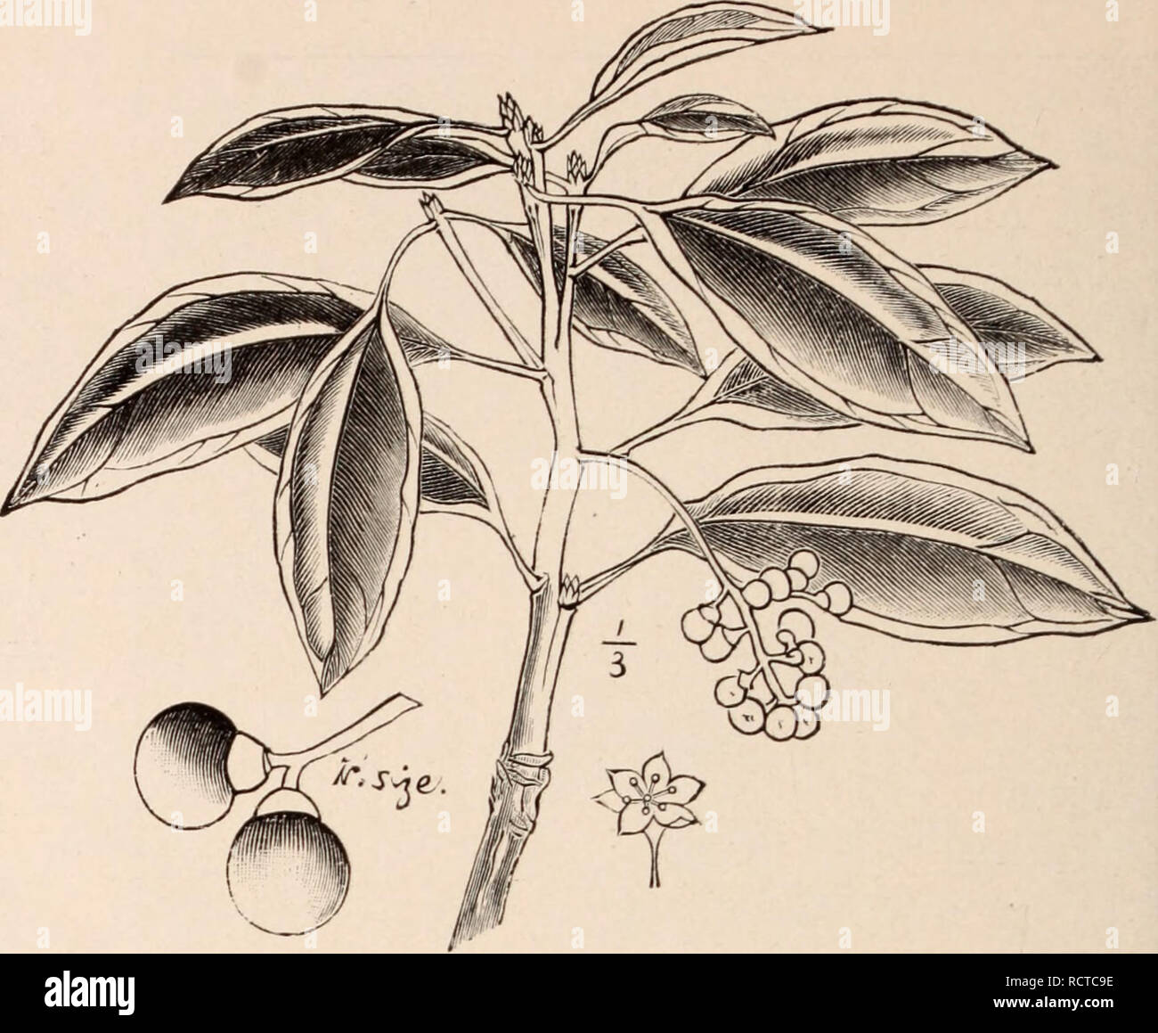 . Descriptive catalogue of flowering, ornamental trees, shrubs, bulbs, herbs, climbers, fruit trees, &amp;c., &amp;c., &amp;c. / for sale by the Yokohama Nursery Co., Limited.. Nursery Catalogue. 84 CATALOGUE OF THE YOKOHAMA NURSERY Co., Ltd. (1910). per pound. Cletlira Barbinervis... $ i. 70 Cleyera Japonica 1.40 .90 ('Ormis Kovisa „ Macrophylla. .90 1.70 1.40 „ &lt;)tticiiialis ... ('rataegiis ( uiioata .. Daplinipliylliiin Mac- ropoduni Deiitzia (ii-acilis „ Scabra Diospyros Kaki (Per- simmon) Distyliiiiii Rac&lt;?iuosum. 1.70 Edgewortliia Papyri- fera .70 Eliretia Macropliylla. 2.40 Elaeag Stock Photo