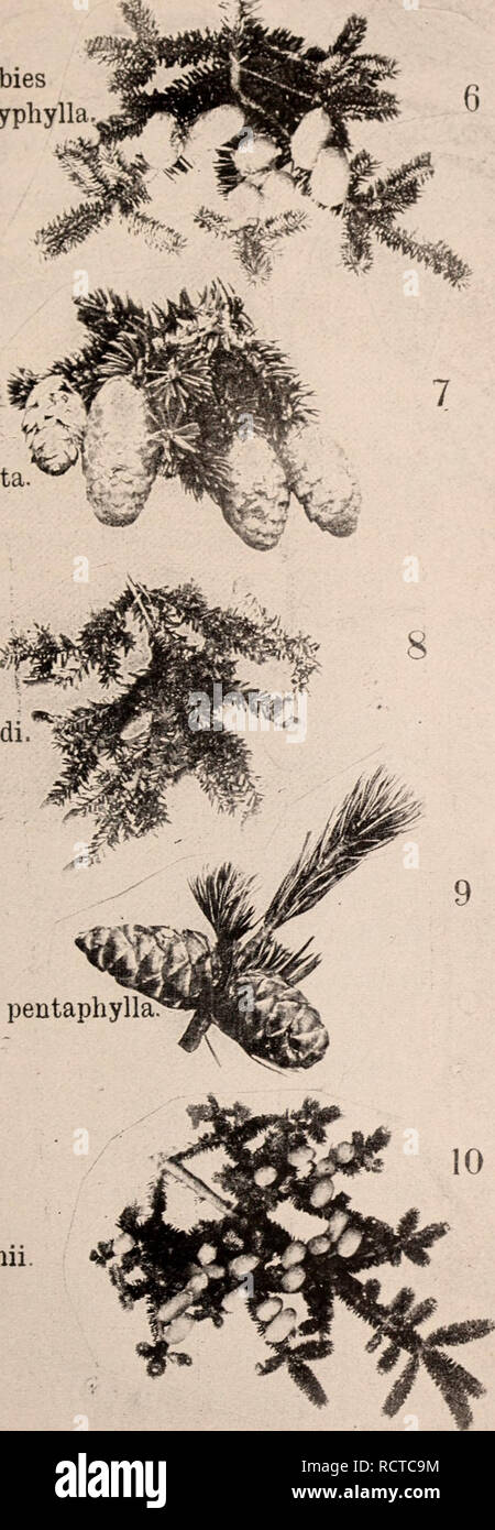 . Descriptive catalogue of flowering, ornamental trees, shrubs, bulbs, herbs, climbers, fruit trees, &amp;c., &amp;c., &amp;c. / for sale by the Yokohama Nursery Co., Limited.. Nursery Catalogue. CATALOGUE OF THE YOKOHAMA NURSERY Co., Ltd. (1909). 83 Abies brachyph Picea polita. Tsuga Sieboldi.. Pinus pentaphylla Abies Veitchii. # TREES AND SHRUBS' SEEDS. per pound. Acrr Palinatuin §1.40 „ ('arpinitbliiiin i.oo „ Japonicuin i.oo „ rictiiin 1.40 „ Mkoensis 1.00 Adiiiidia Ari^iita s co Avsciiliis Trirbiiiata 35 Ak&lt;'bia (^iiinata 1.70 Albizzia Jiilibrissiii 1.40 Aralia Conlata 1 00 „ Sieboldi  Stock Photo