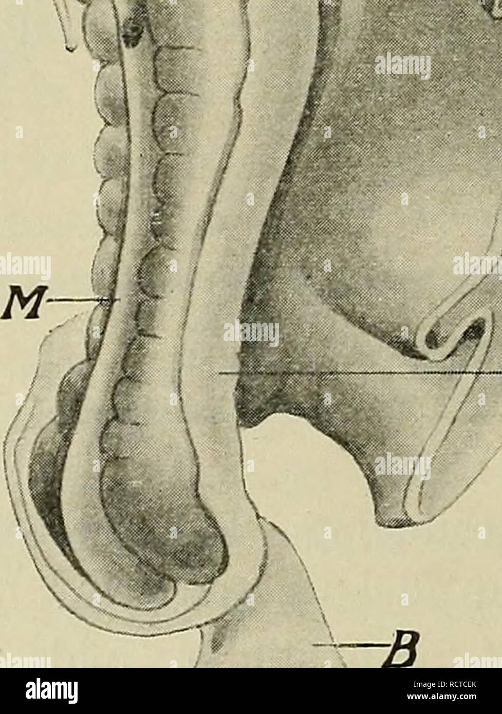 . The development of the human body : a manual of human embryology ...