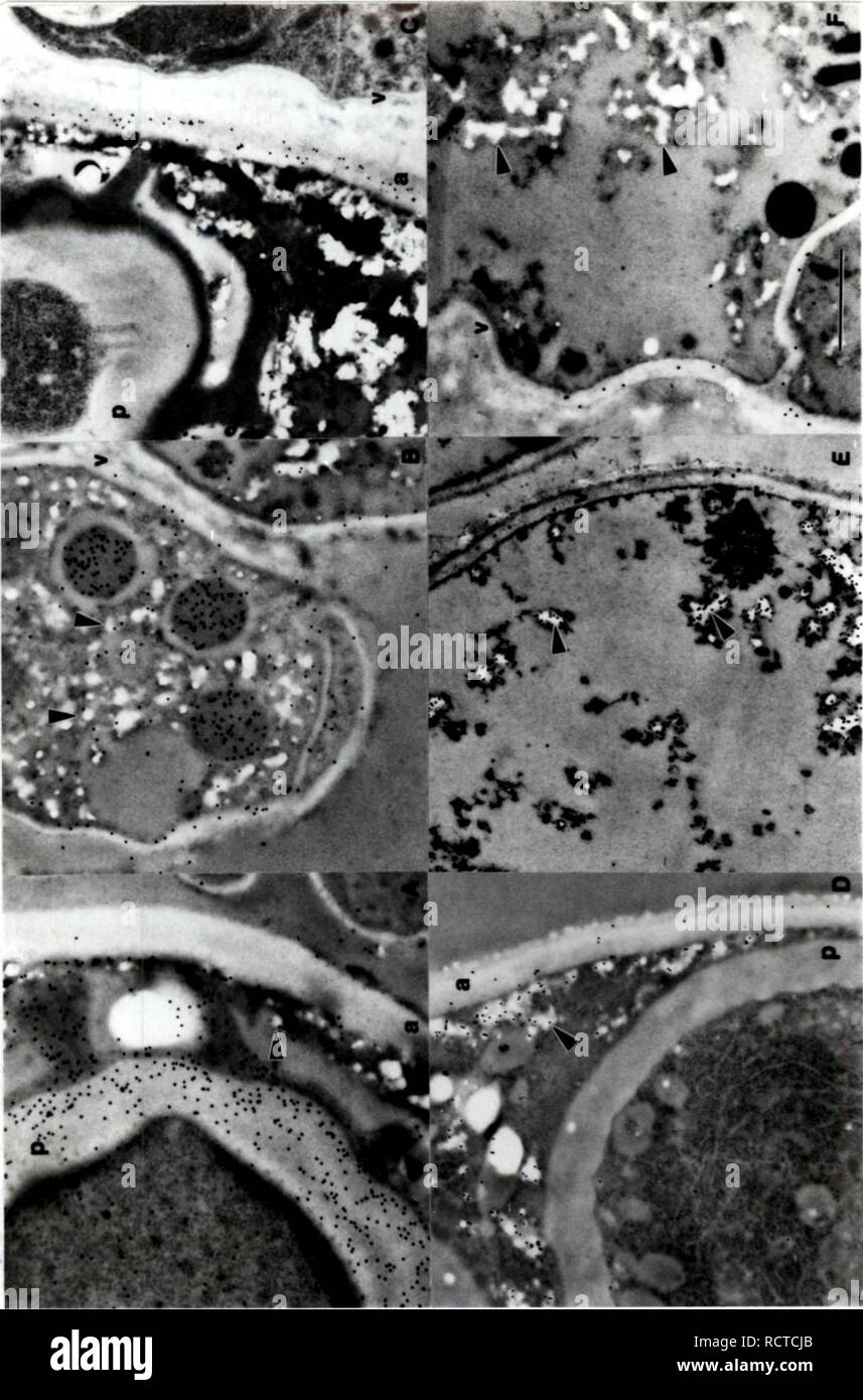 . Development of cytochemical methods for the study of ascospore wall biogenesis and maturation. Ascomycetes; Ascospores; Fungi. -SZi •vj 115. ^^ I ) 4 ^. Please note that these images are extracted from scanned page images that may have been digitally enhanced for readability - coloration and appearance of these illustrations may not perfectly resemble the original work.. Lusk, Demaris E.. Stock Photo