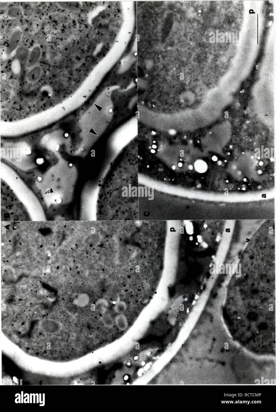 . Development of cytochemical methods for the study of ascospore wall biogenesis and maturation. Ascomycetes; Ascospores; Fungi. 83. â¢â *-â â jE n''^; ^ 1. Please note that these images are extracted from scanned page images that may have been digitally enhanced for readability - coloration and appearance of these illustrations may not perfectly resemble the original work.. Lusk, Demaris E.. Stock Photo