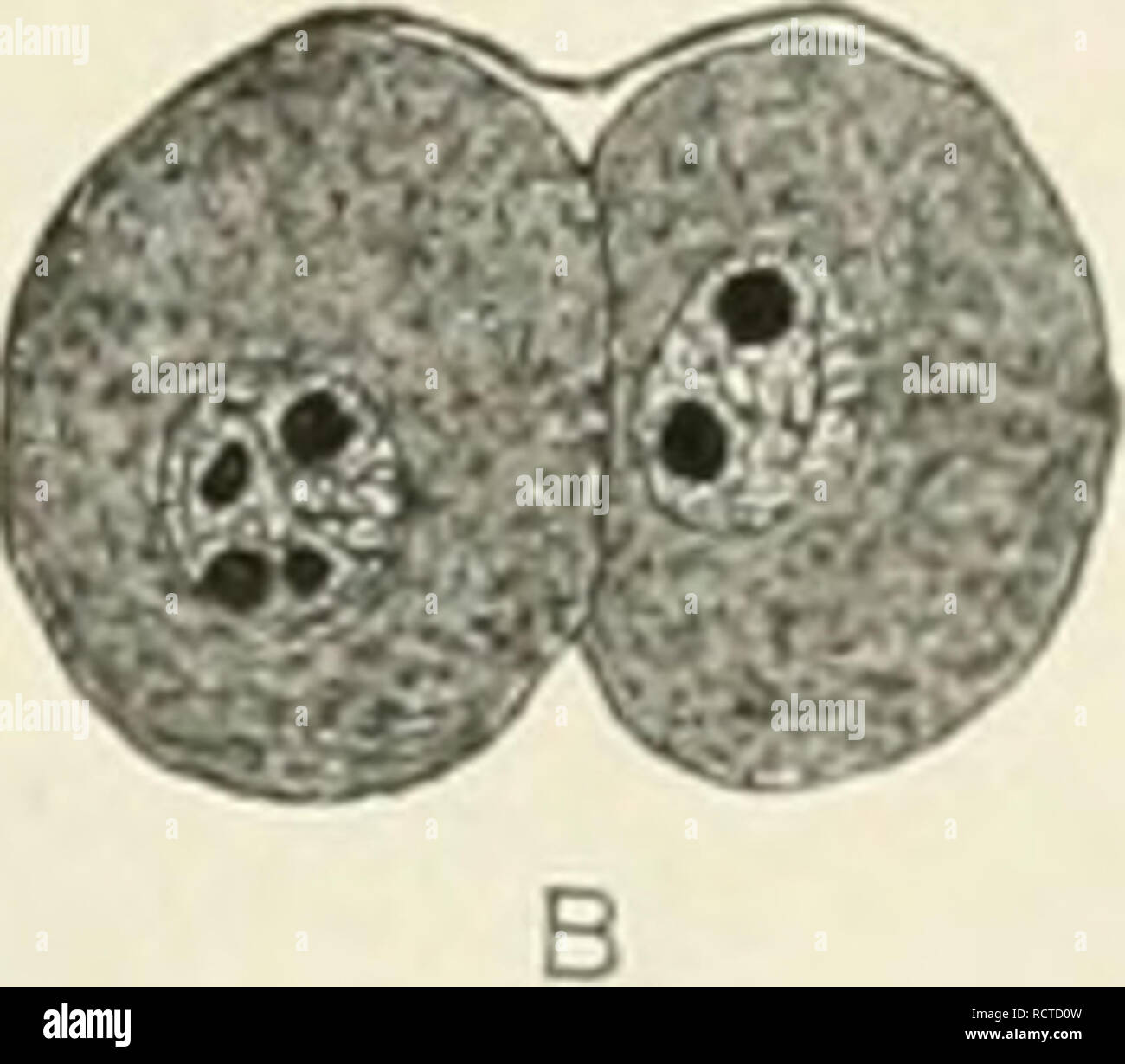 . The development of the albino rat, Mus norvegicus albinus. Embryology ...