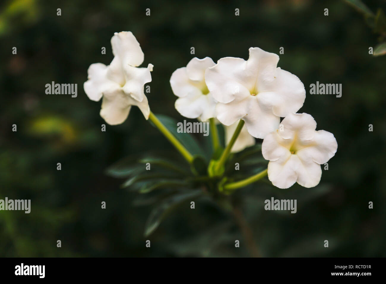 White flowers Stock Photo