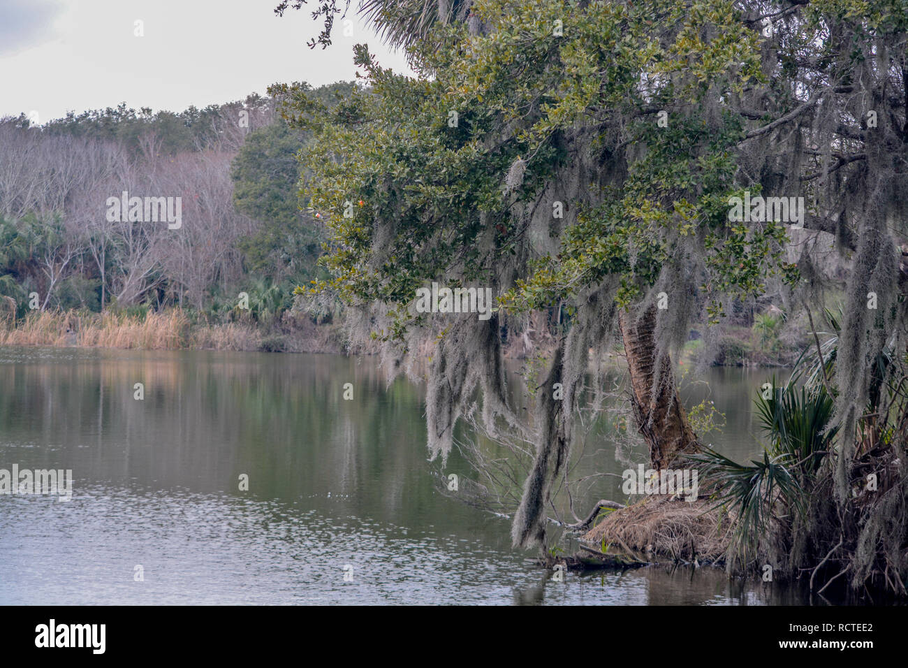 Reflection Of Shoreline At Kathryn Abbey Hanna Park Duval County
