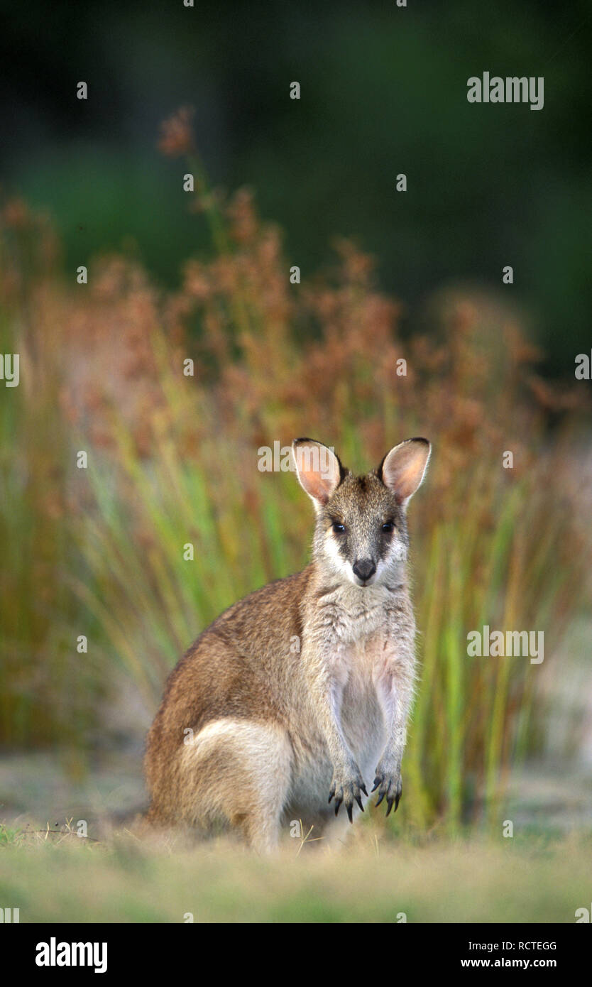 JUVENILE AGILE WALLABY, STRADBROKE ISLAND, MORETON BAY, QUEENSLAND'S GOLD COAST, AUSTRALIA. Stock Photo