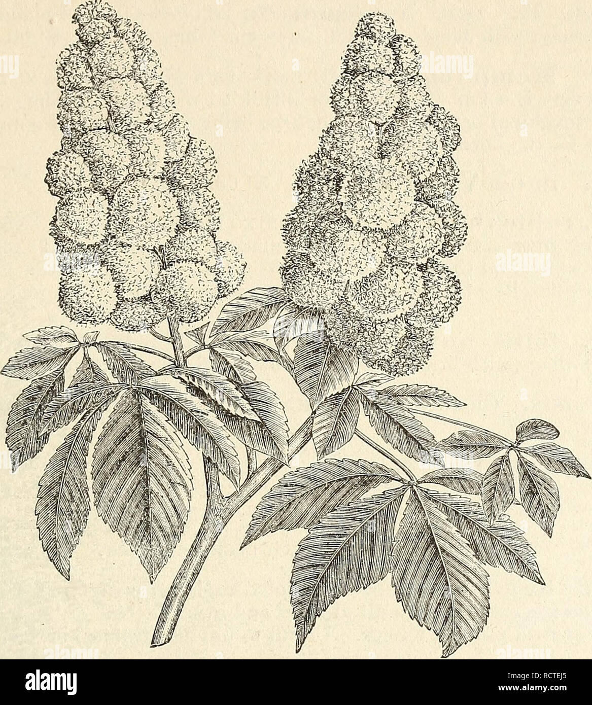 . Descriptive catalogue of hardy ornamental trees, shrubs, herbaceous perennial pants, etc. : twenty-seventh edition. Ornamental trees Catalogs; Shrubs Catalogs; Roses Catalogs; Flowers Catalogs. ORNAMENIAL TREES, SHRUBS, ETC. 13. HOESE CHESTNUT, DOUBLE FEOWERING. (REDUCED SIZE.) Acer spicatum. A very attractive native species, of moderate growth; leaves medium size, rough, three to five lobed, somewhat pointed ; flowers greenish, in closely branched clusters, becoming pendulous. 75 cents. Acer Tataricum. Tartarian Maple. A native of South-easternl Europe, of medium size, and rounded form; lea Stock Photo