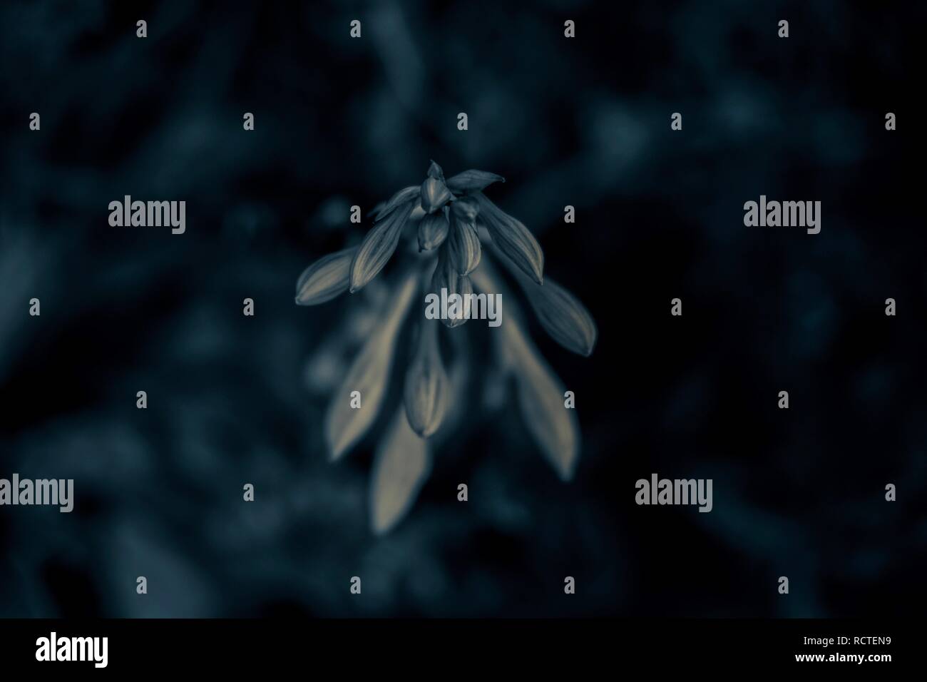 Closeup view of the top of a hosta bloom with a blurred background. The dark blue filter and the bokeh give the image a surreal or dreamlike aura. Stock Photo