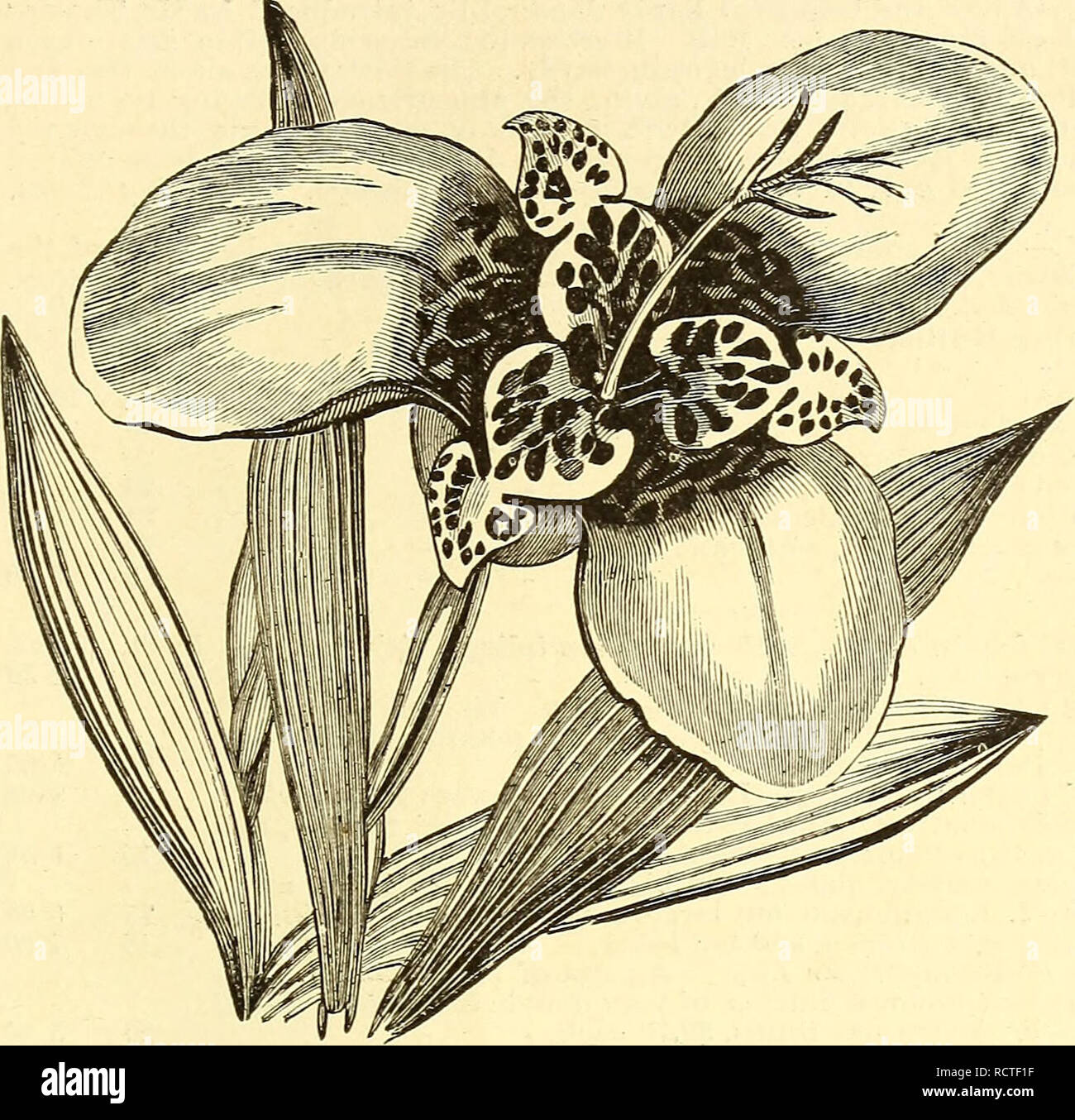 Descriptive Catalogue Of A Choice Collection Of Vegetable Agricultural And Flower Seeds Gladiolus Lilies And Other Summer Flowering Bulbs Flowers Seeds Catalogs Vegetables Seeds Catalogs Nurseries Horticulture New York State Catalogs