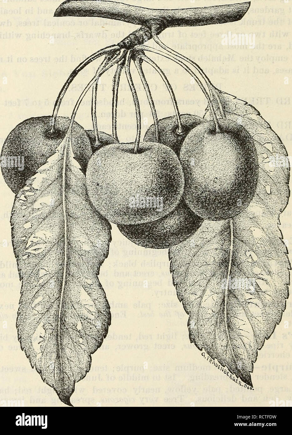 . Descriptive catalogue of fruits. Nursery stock Catalogs; Plants Catalogs; Fruit Seeds Catalogs. 24 ELLWANGER &amp; BARRY'S Sparhawk's Honey—Medium size, roundish; li^ht red, tender, sweet and deli- cious; stones large. Tree a w^orows, pyramidal grower, and very productive. Ripens witii Downer's Late, and hangs long on the tree. CLASS II.—BIGARREAU CHERRIES. These are chiefly distinguished from the preceding class by their firmer flesh. Their growth is vigorous, branches spreading, and foliage luxuriant, soft and drooping. Cleveland—Large; clear red and yellow; juicy, sweet and rich. Tree vig Stock Photo