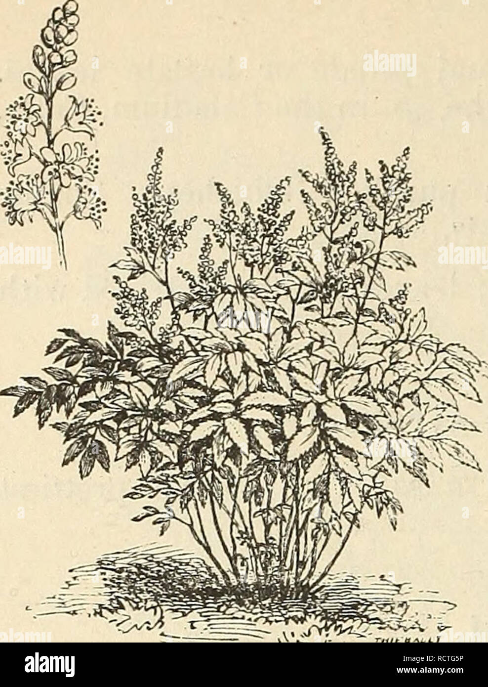 . Descriptive catalogue of hardy ornamental trees, shrubs, herbaceous perennial plants, etc. : twenty-fourth edition. Ornamental trees Catalogs; Shrubs Catalogs; Roses Catalogs; Flowers Catalogs. 94 ELLWANGER &amp; BARRY'S CATALOGUE.. ASTIEBE JAPONICA. AST1LBE. Japan Spiraea. A. Japonica. Known generally as Spiraea Japonica, or Hoteia Japonica. A handsome plant, with small, pure white flowers, in large, branching panicles. Blooms in May, in the open air, but is cultivated chiefly for forcing in Winter. 30 cents to 50 cents. AUBRETIA.' A. deltoidea. Purple flowers; 3 inches. April or May. var.  Stock Photo