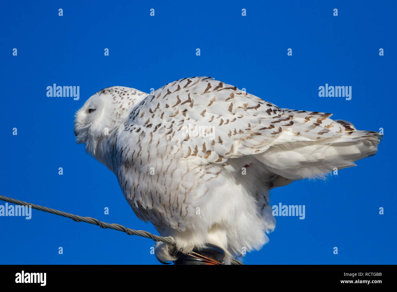 Single pigeon glares menacingly with eyes half closed Stock Photo - Alamy