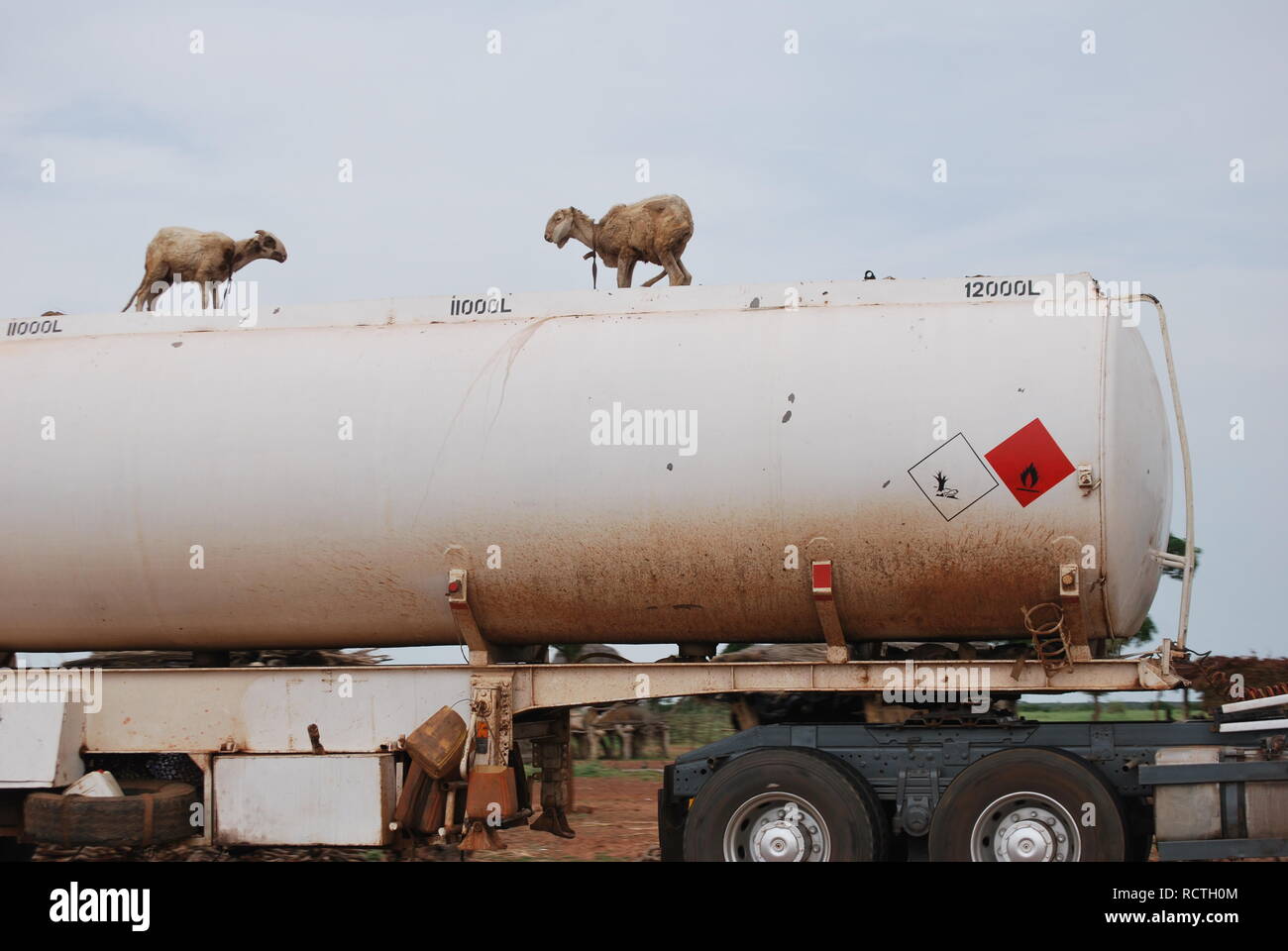 Two sheep, tied by their necks on top of a tanker truck, roll down the highway in Niger, Africa. Stock Photo