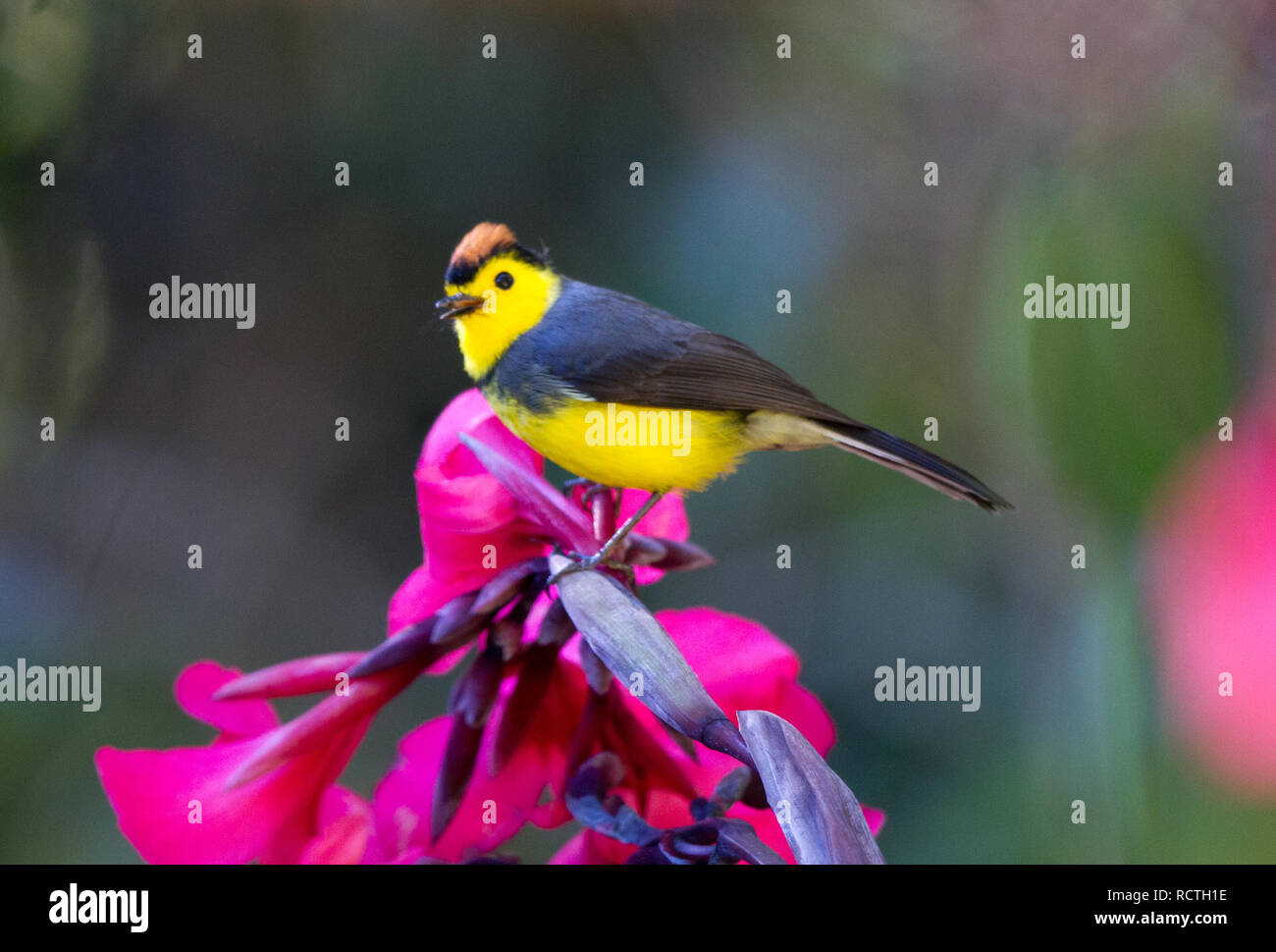 Costa rica redstart hi-res stock photography and images - Alamy
