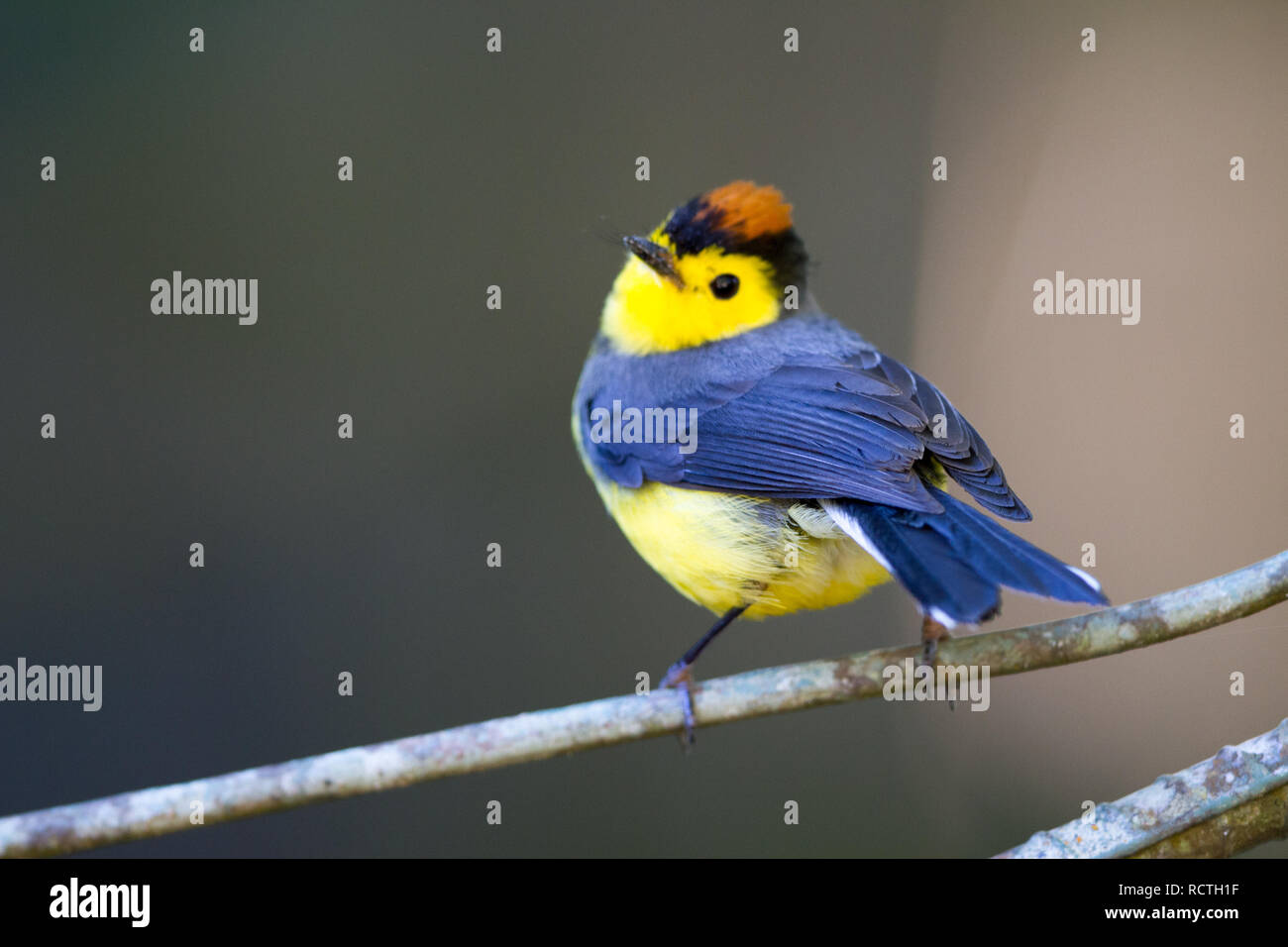 Myioborus torquatus hi-res stock photography and images - Alamy