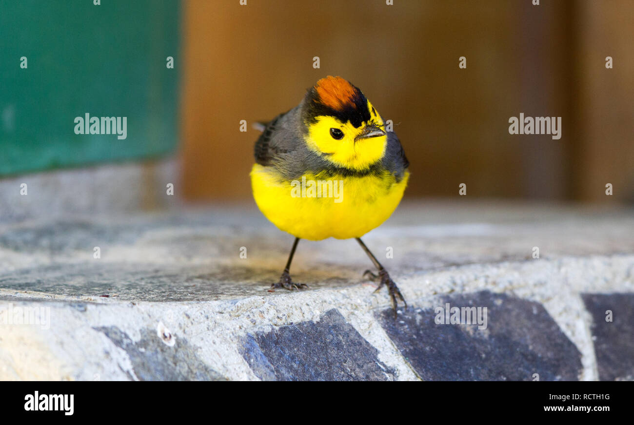 Collared Redstart (Myioborus torquatus Stock Photo - Alamy