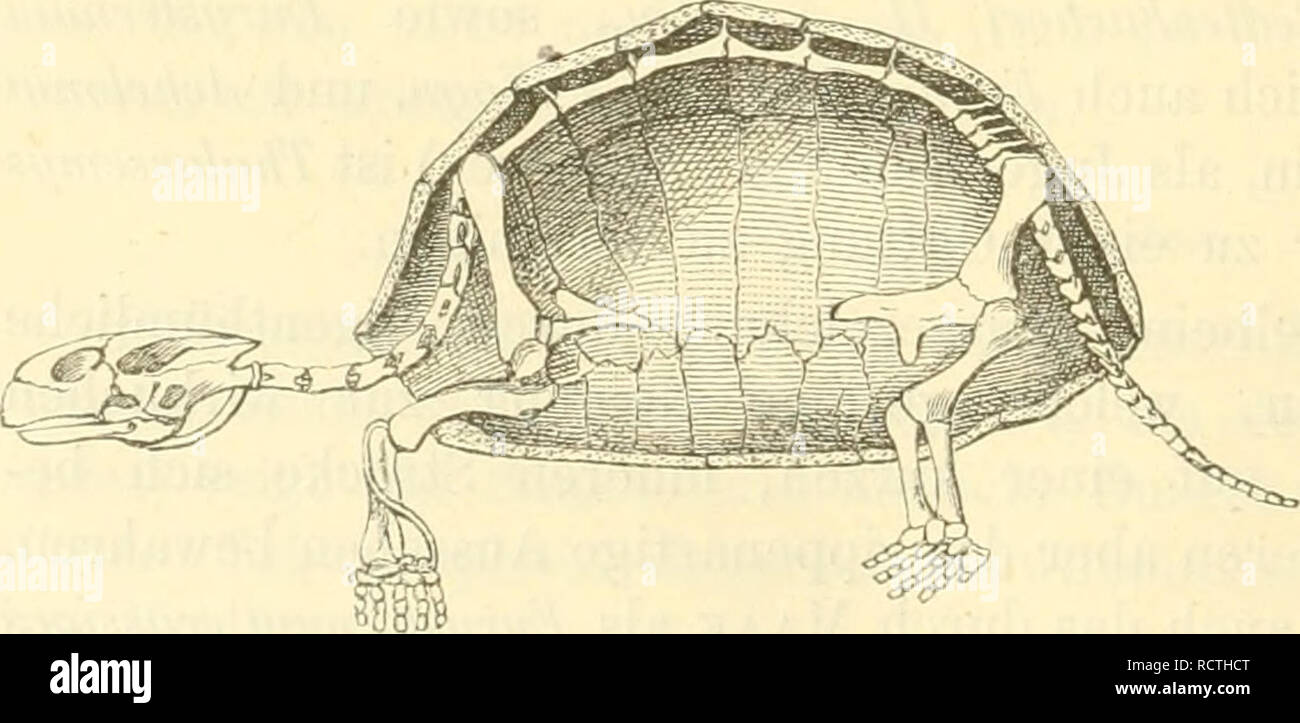 . Elemente der palaeontologie. (Palaeozoologie.). Paleontology. Testudo