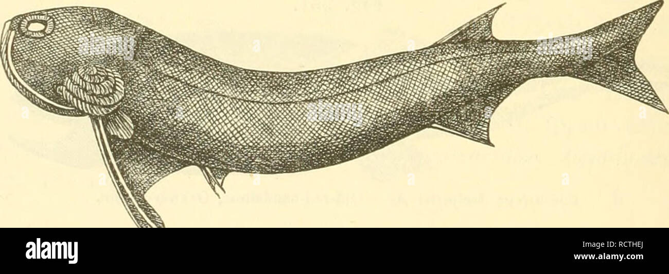 . Elemente der palaeontologie. (Palaeozoologie.). Paleontology. Cepld