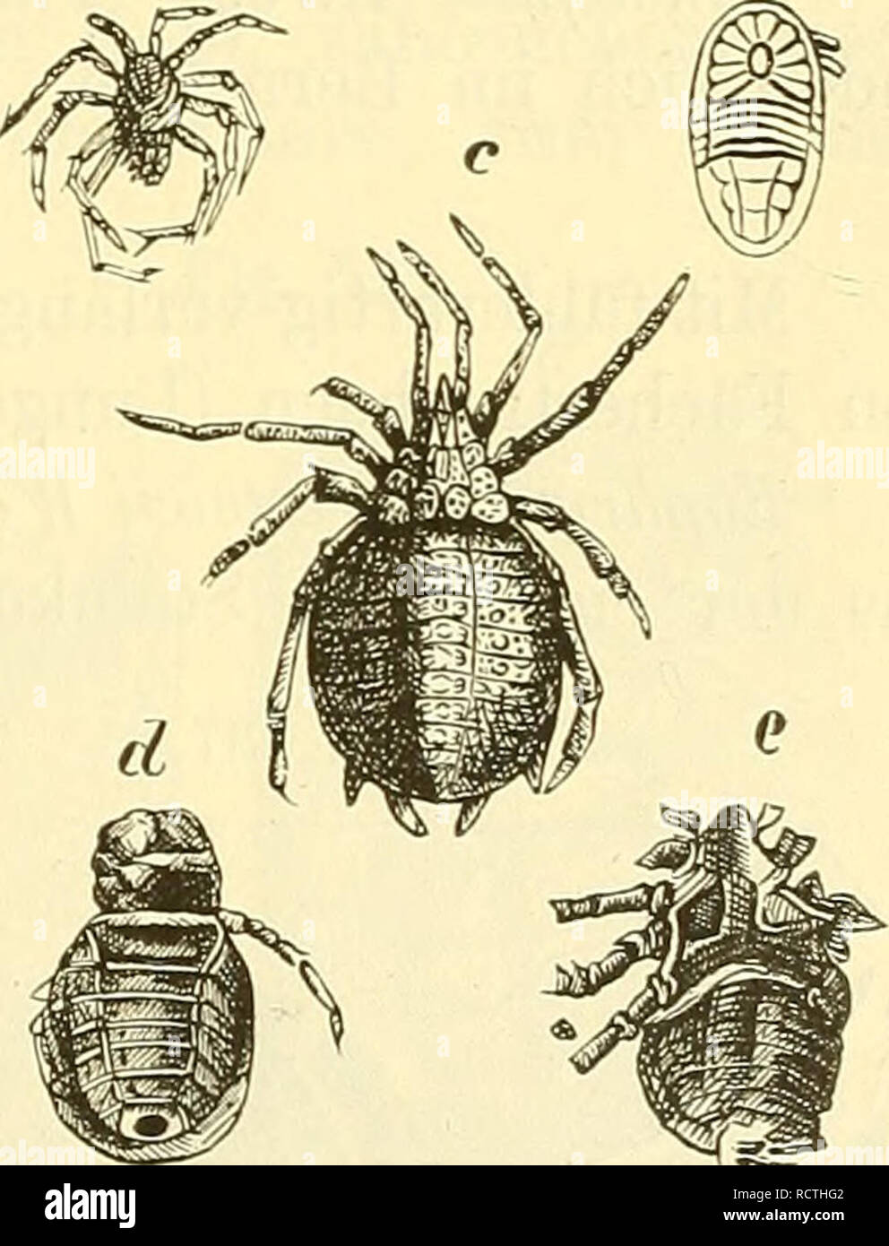 . Elemente der palaeontologie. (Palaeozoologie.). Paleontology