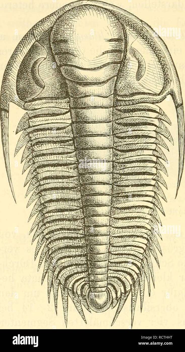 . Elemente der palaeontologie. (Palaeozoologie.). Paleontology. 368