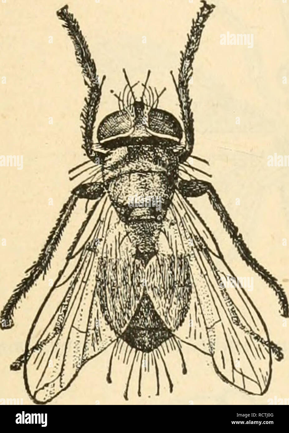 . Destructive insects. Insect pests. 27 — V. INTERNAL PARASITES ...